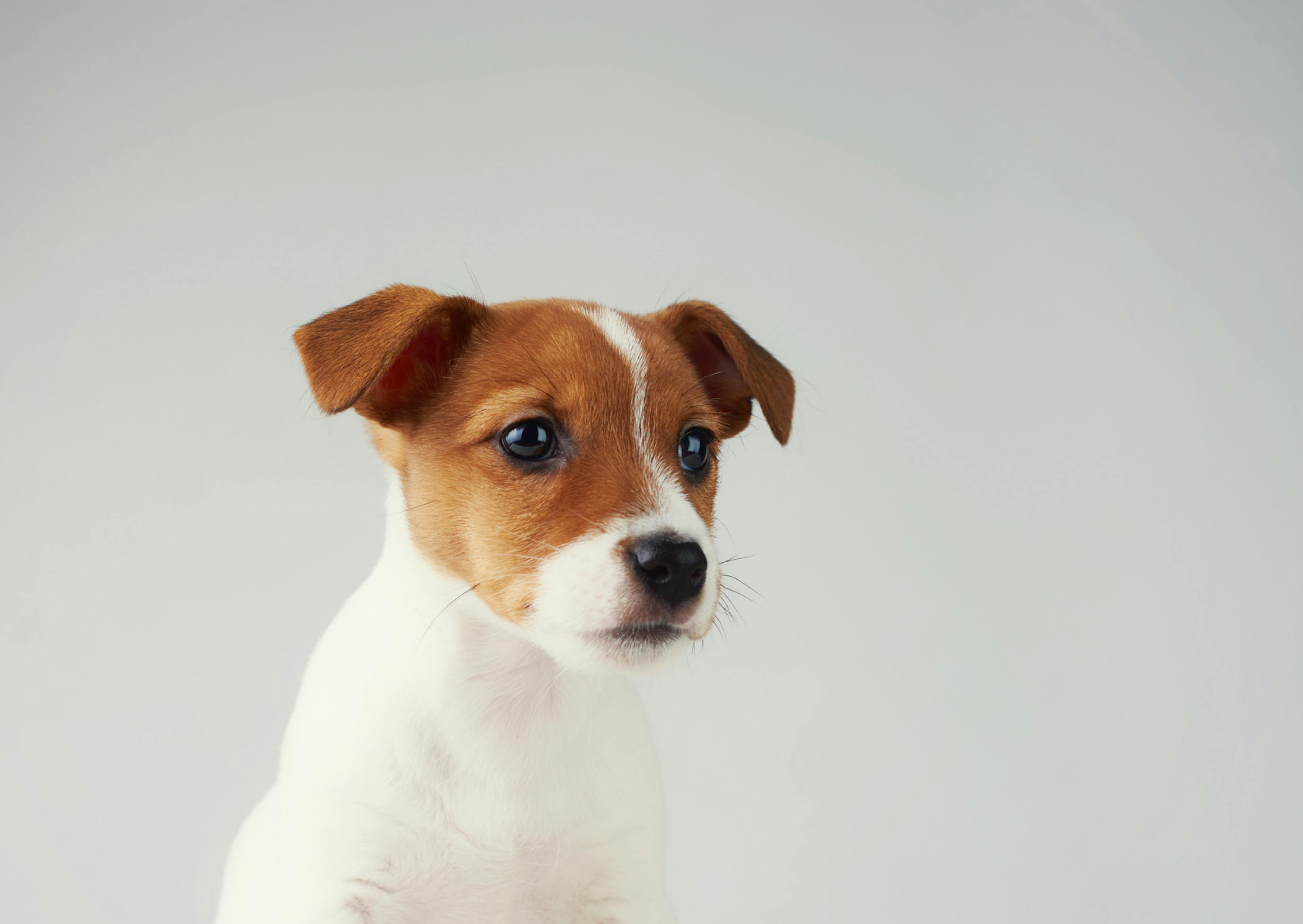 Parson Russell Terrier sur un fond blanc qui regarde avec curiausité à côté de lui 