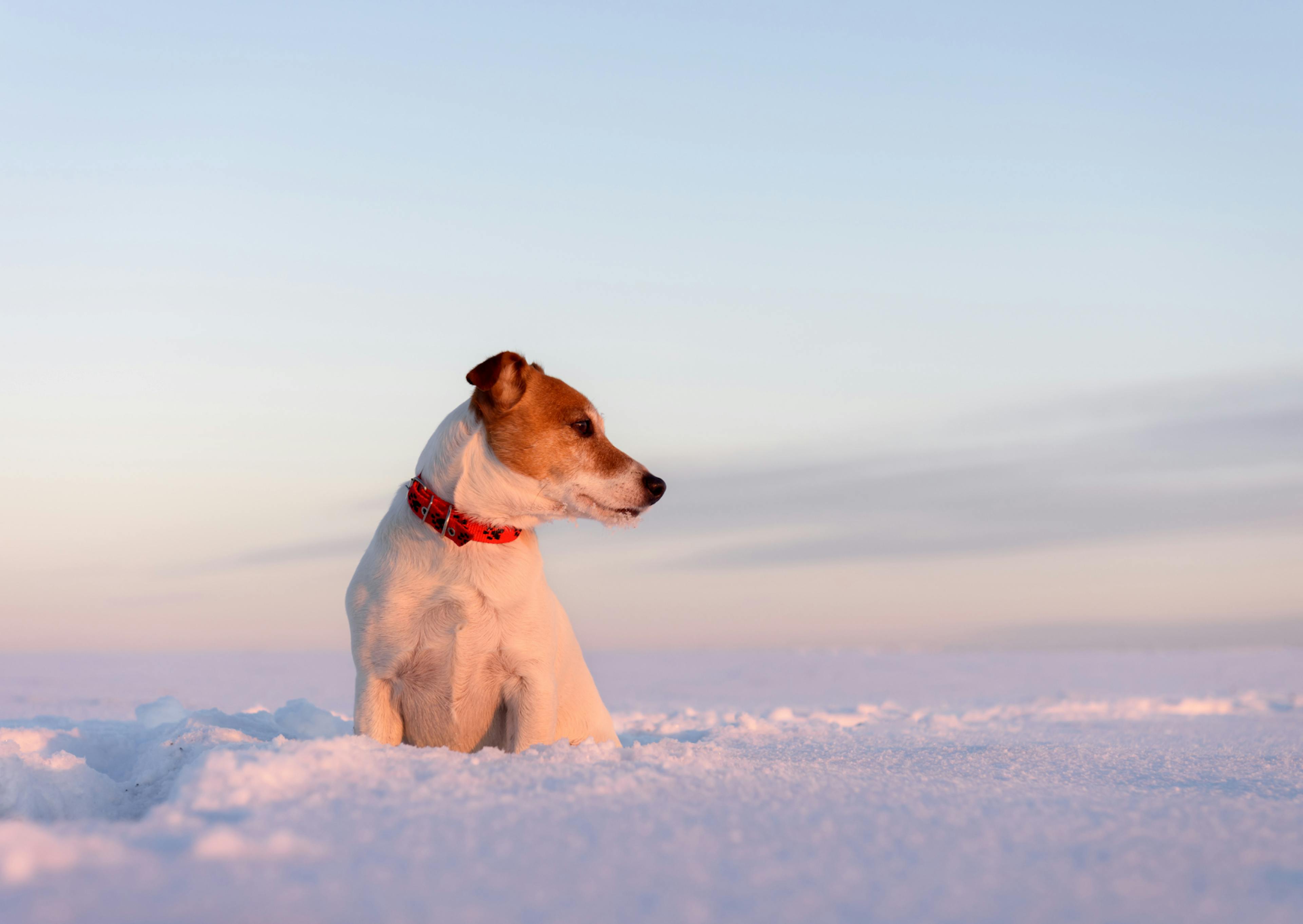 Parson Russell Terrier assis dans la neige et regarde au loin