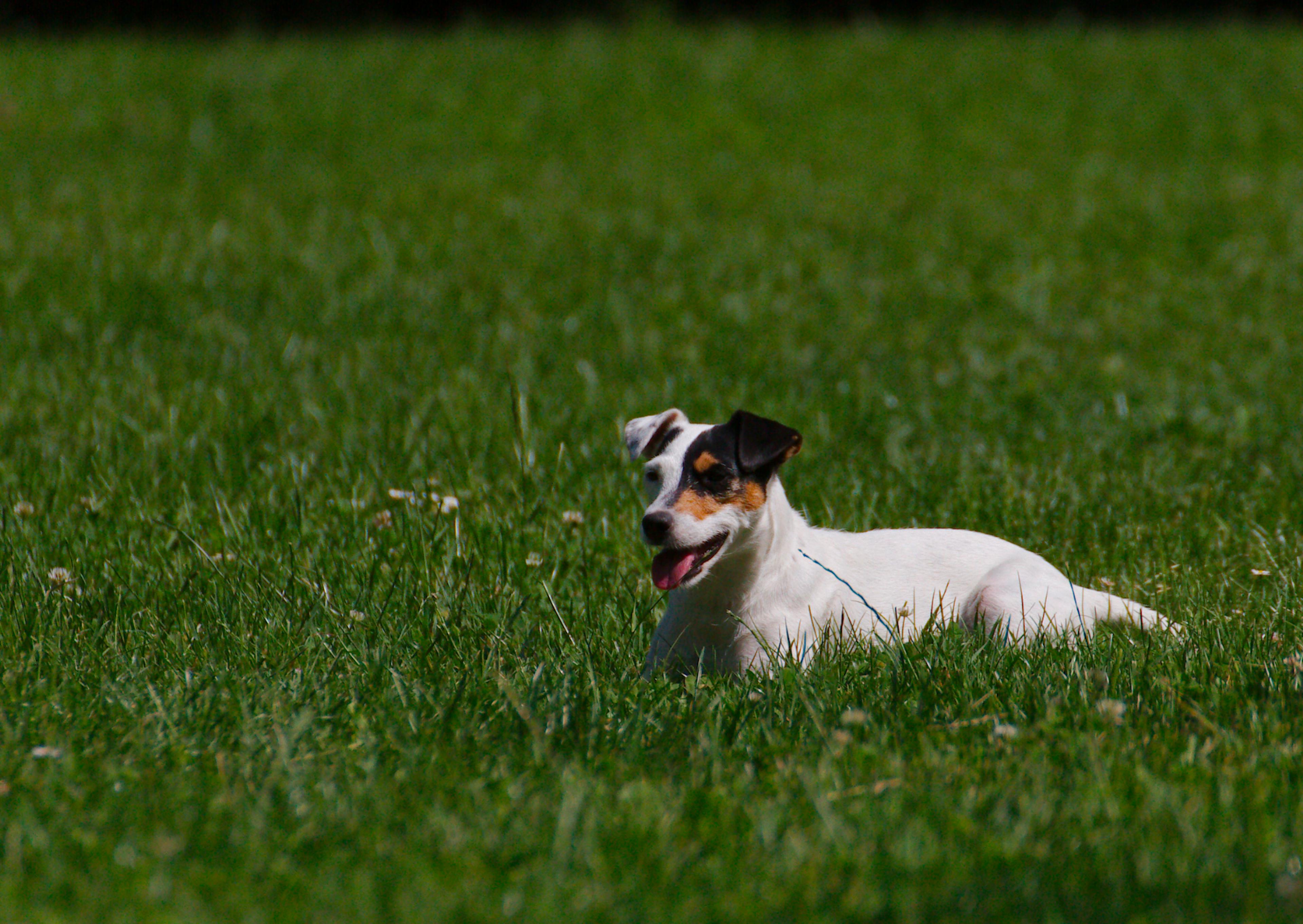 Parson Russell Terrier qui tire la langue dans unc champs d'herbes hautes