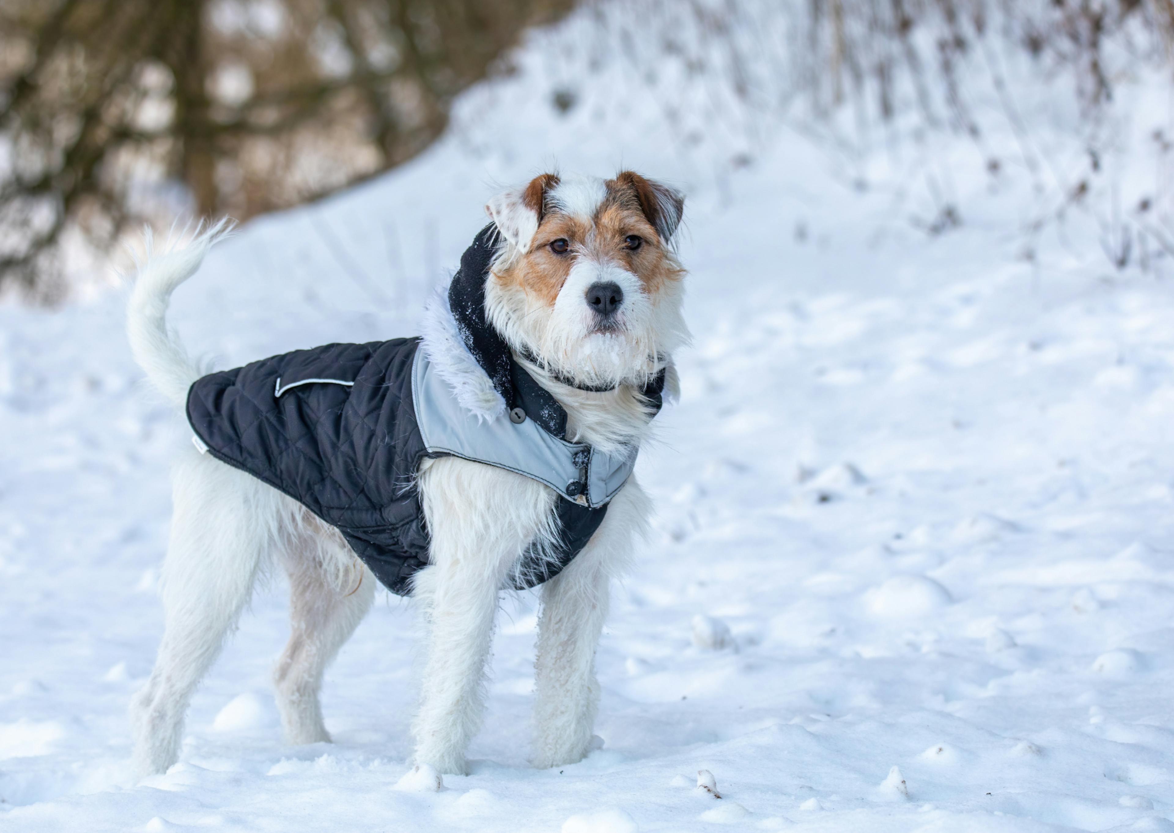 Parson Russell Terrier debout avec un gilet dans la neige