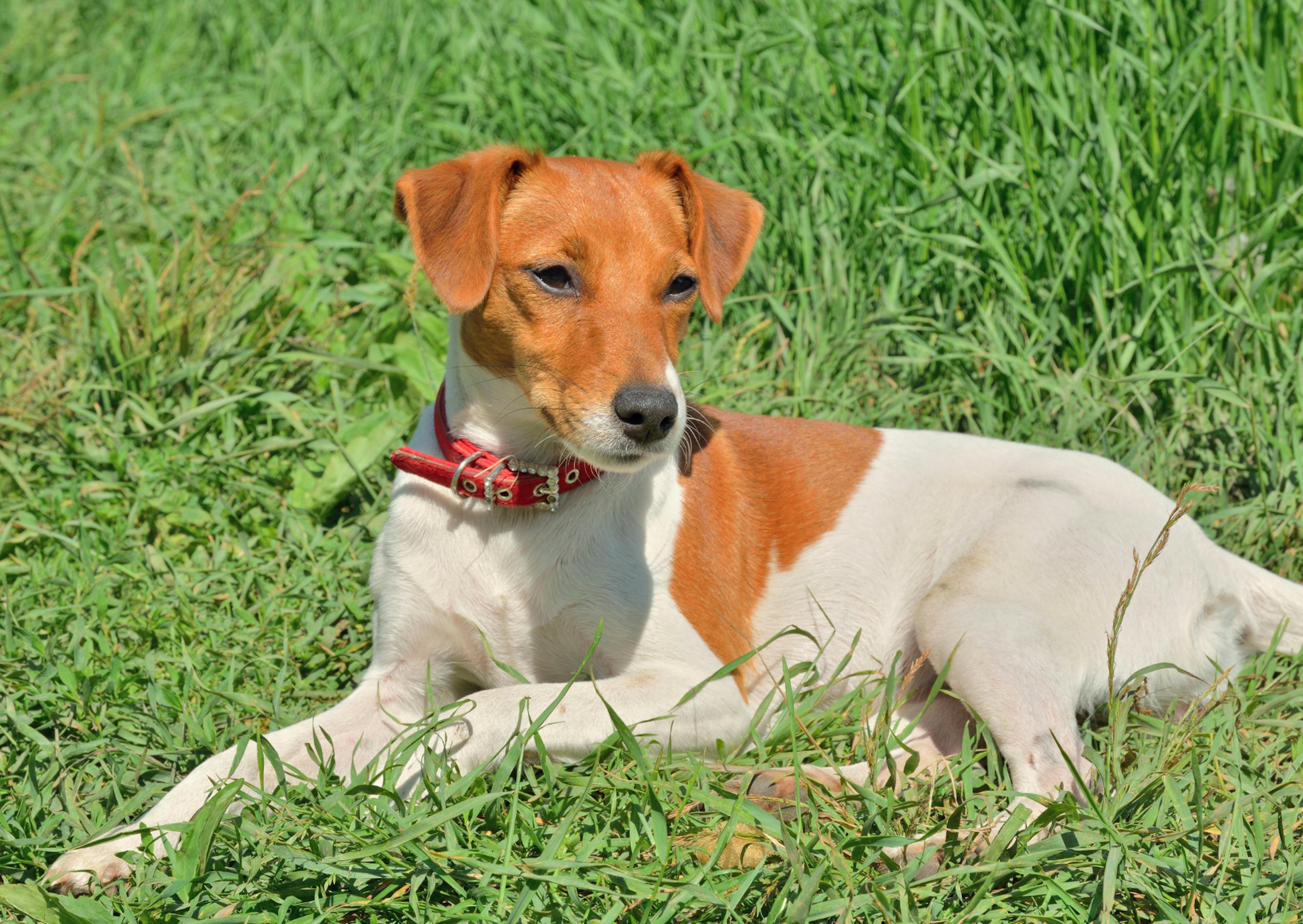 Parson Russell Terrier ébloui pas le soleil, il est couché dans un champs d'herbes