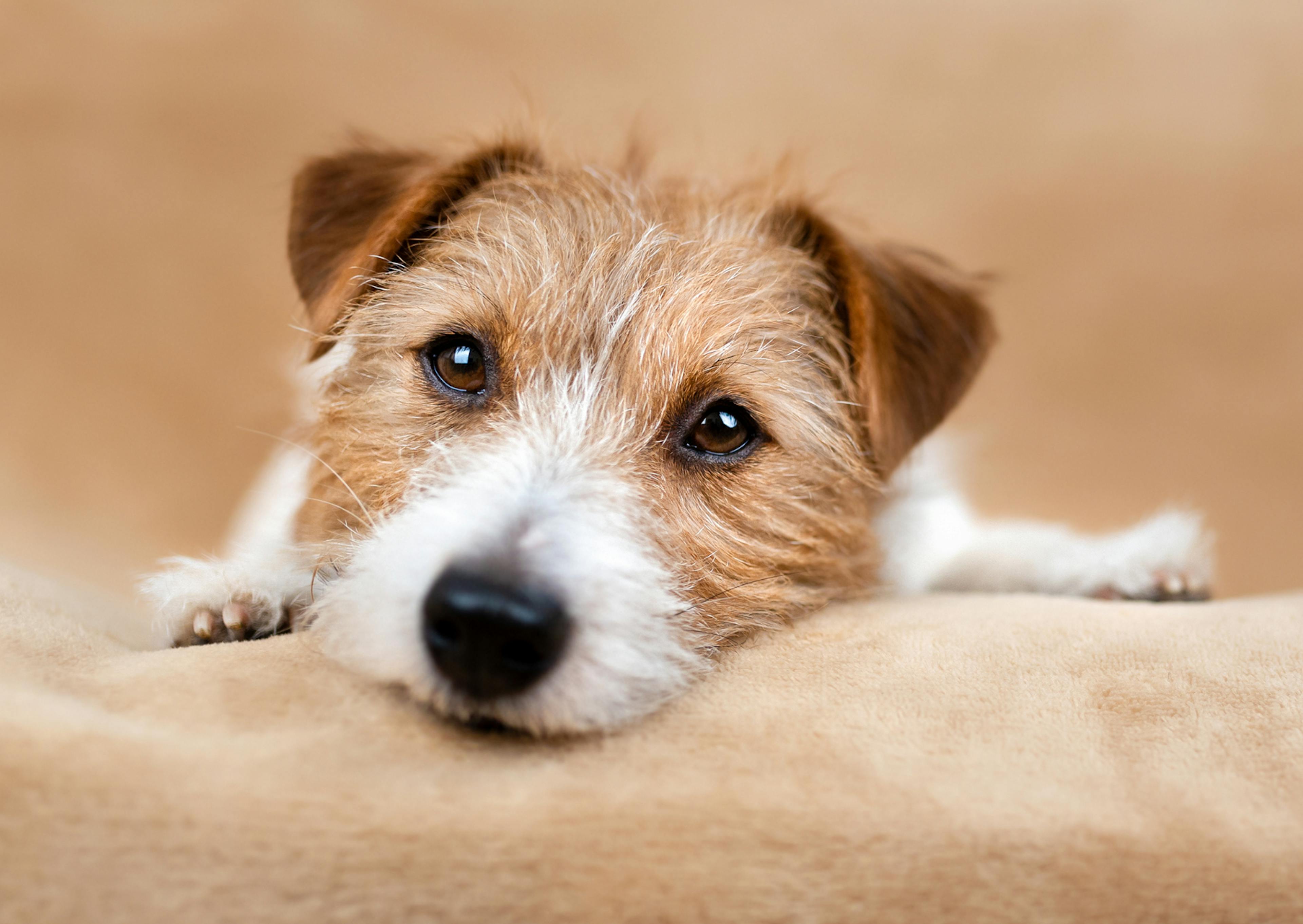 Parson Russell Terrier couché sur un plaid, il regarde l'objectif, les yeux brillants