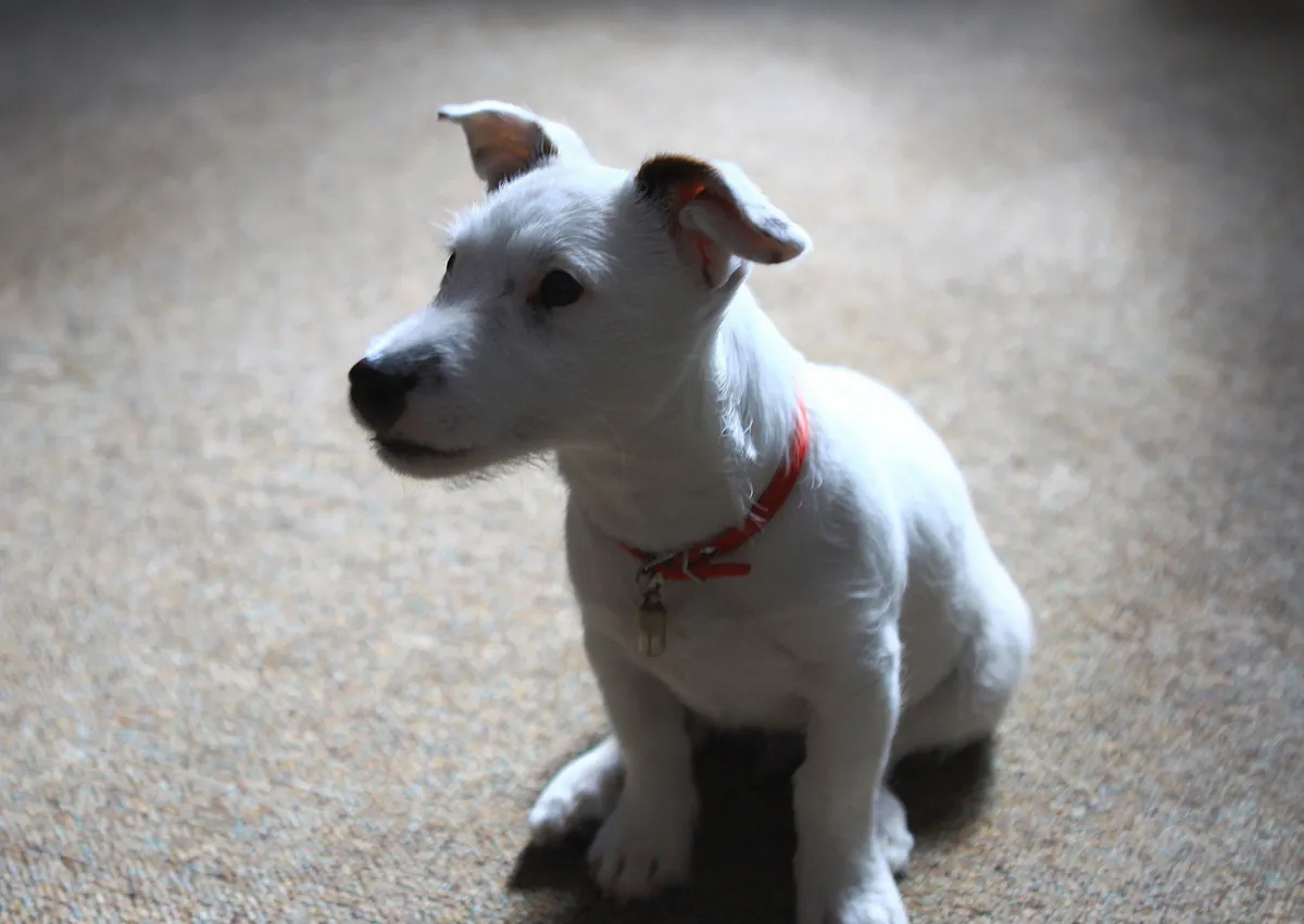 Parson Russell Terrier assis sur une moquette et regarde curieusement près de lui