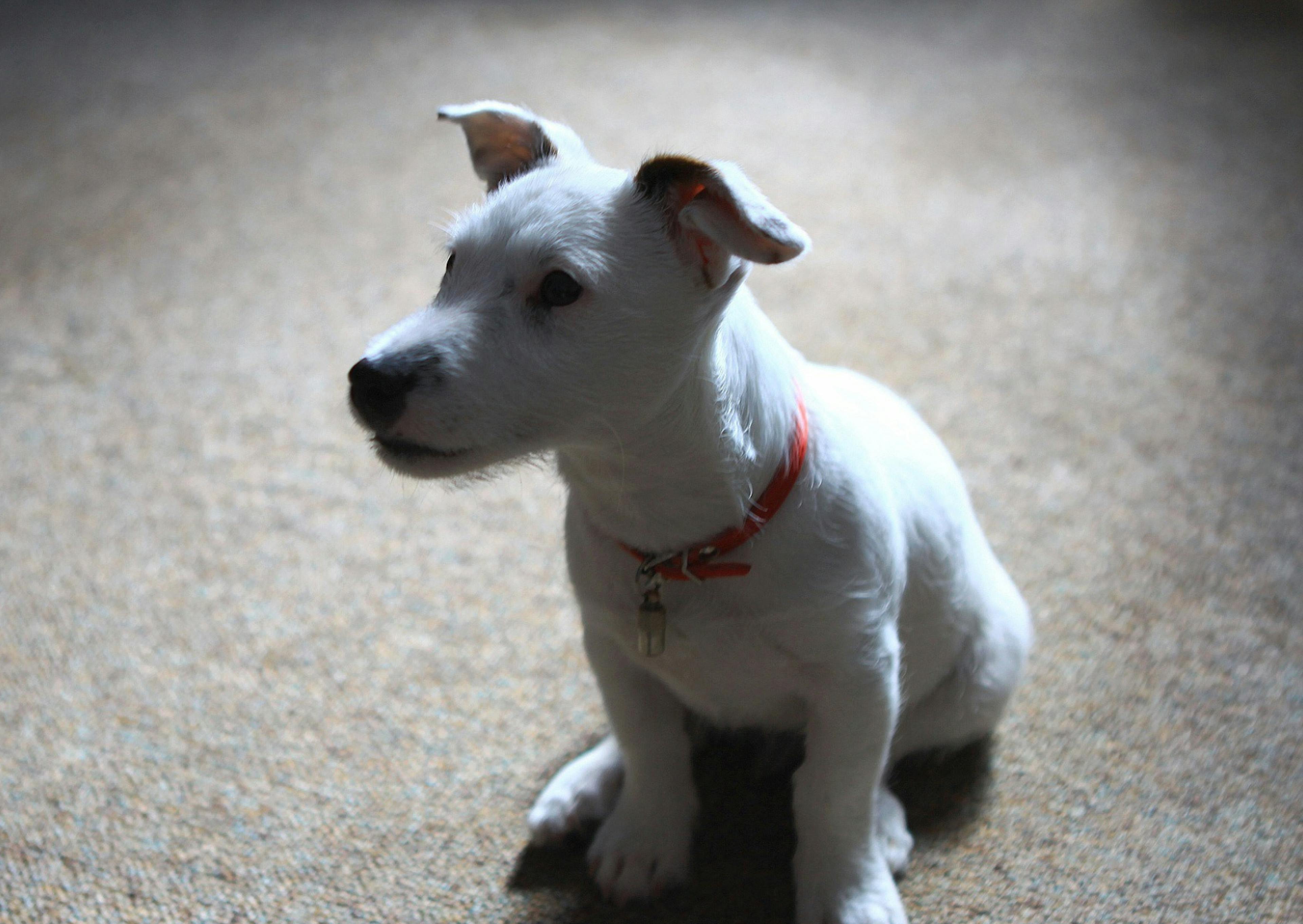 Parson Russell Terrier assis sur une moquette et regarde curieusement près de lui 