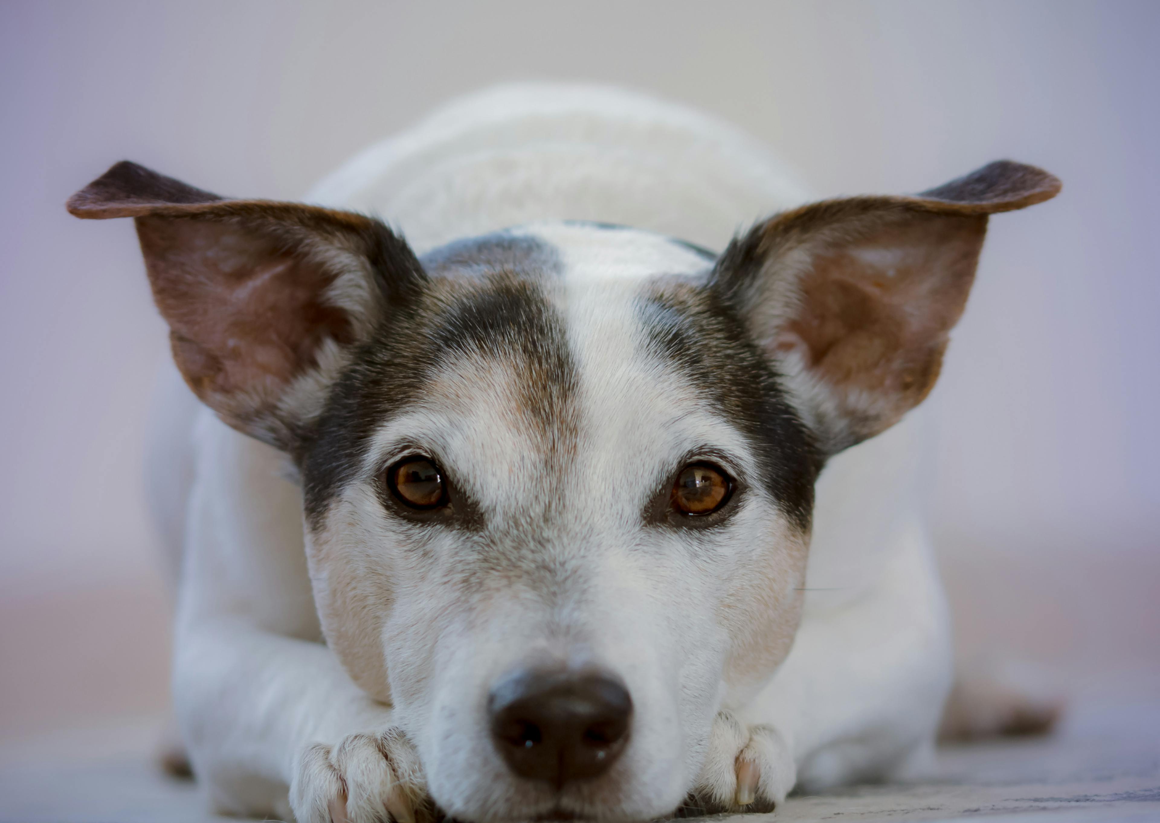 Parson Russell Terrier couché avec les oreille dréssée 