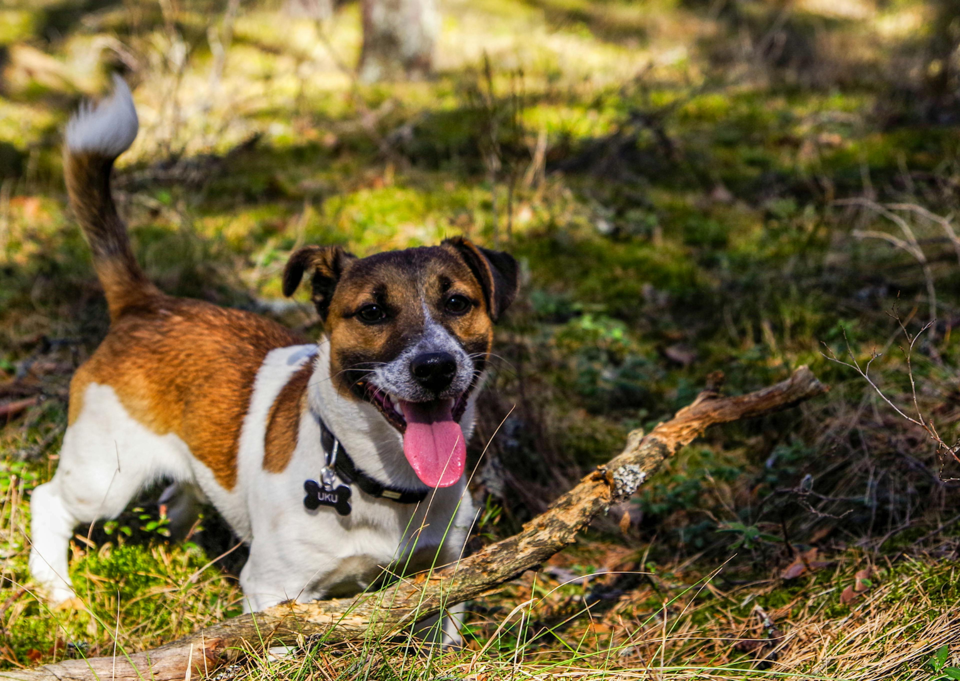 Parson Russell Terrier debout dans l'herbe, il tire la langue en regarde l'objectif