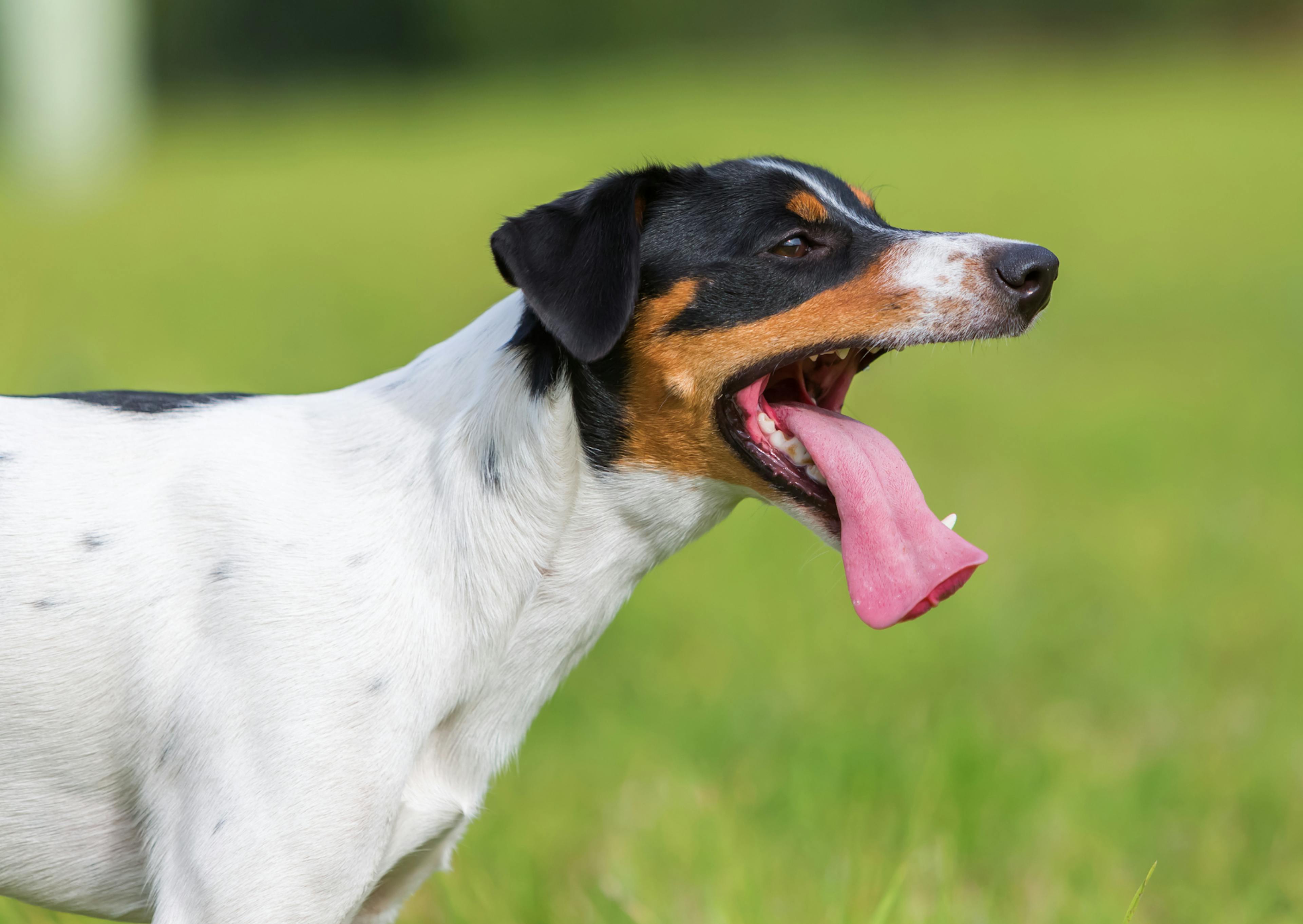 Parson Russell Terrier dehors dans un champs d'herbes, il tire la langue 