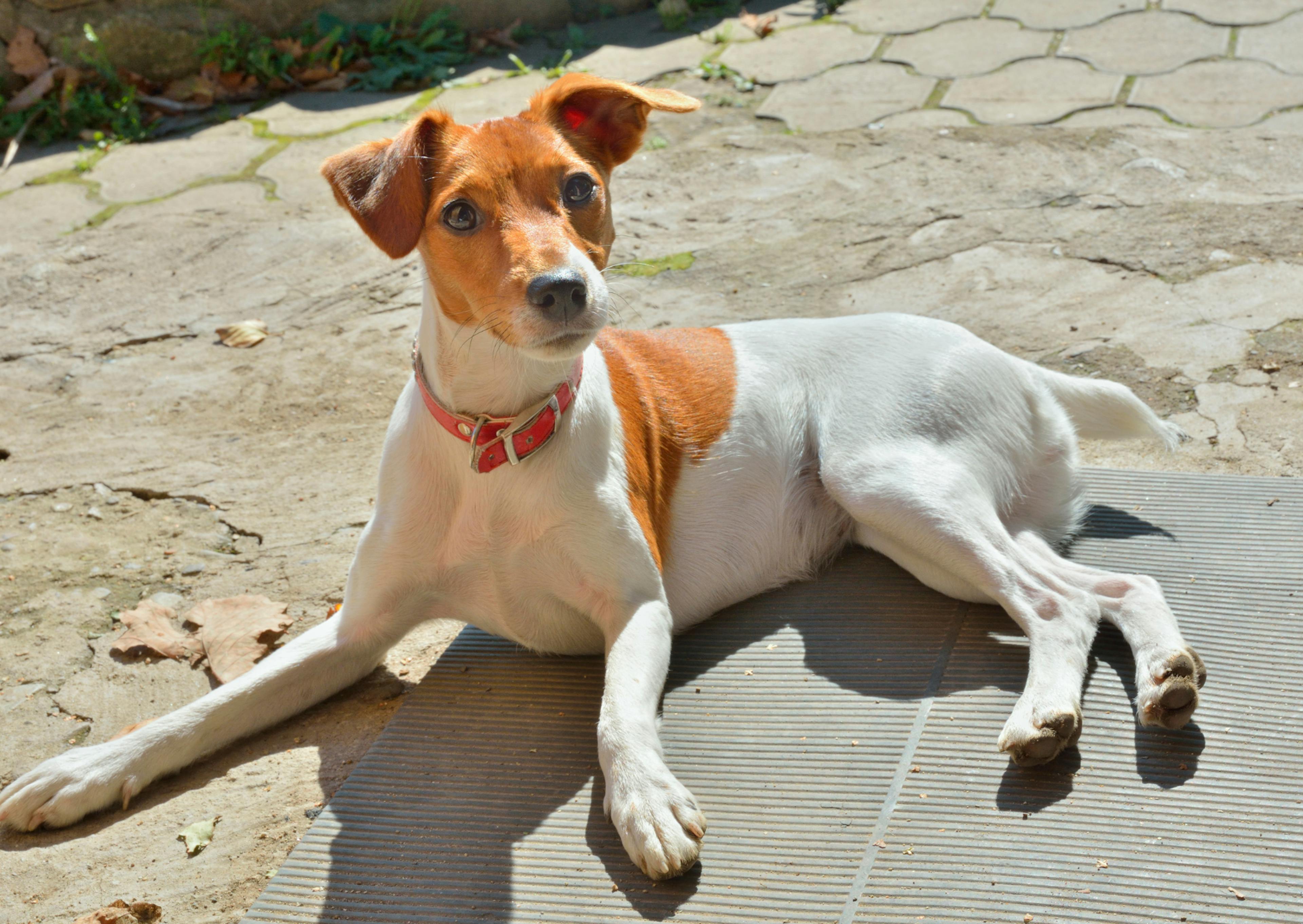 Parson Russell Terrier couché sur un sol en pierre, il est attentif à ce qui se passe devant lui 