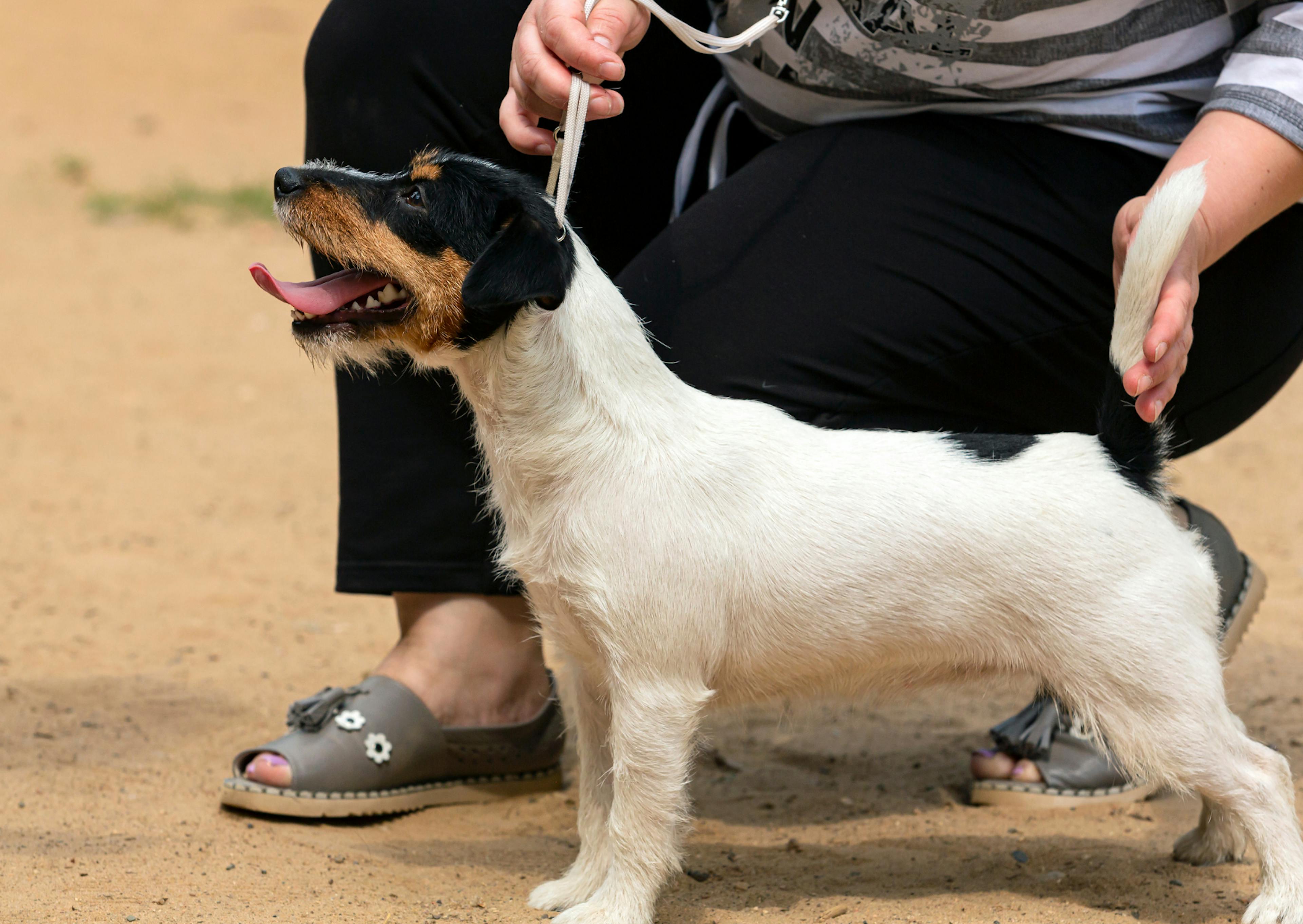 Parson Russell Terrier tenue en position par son maitre 