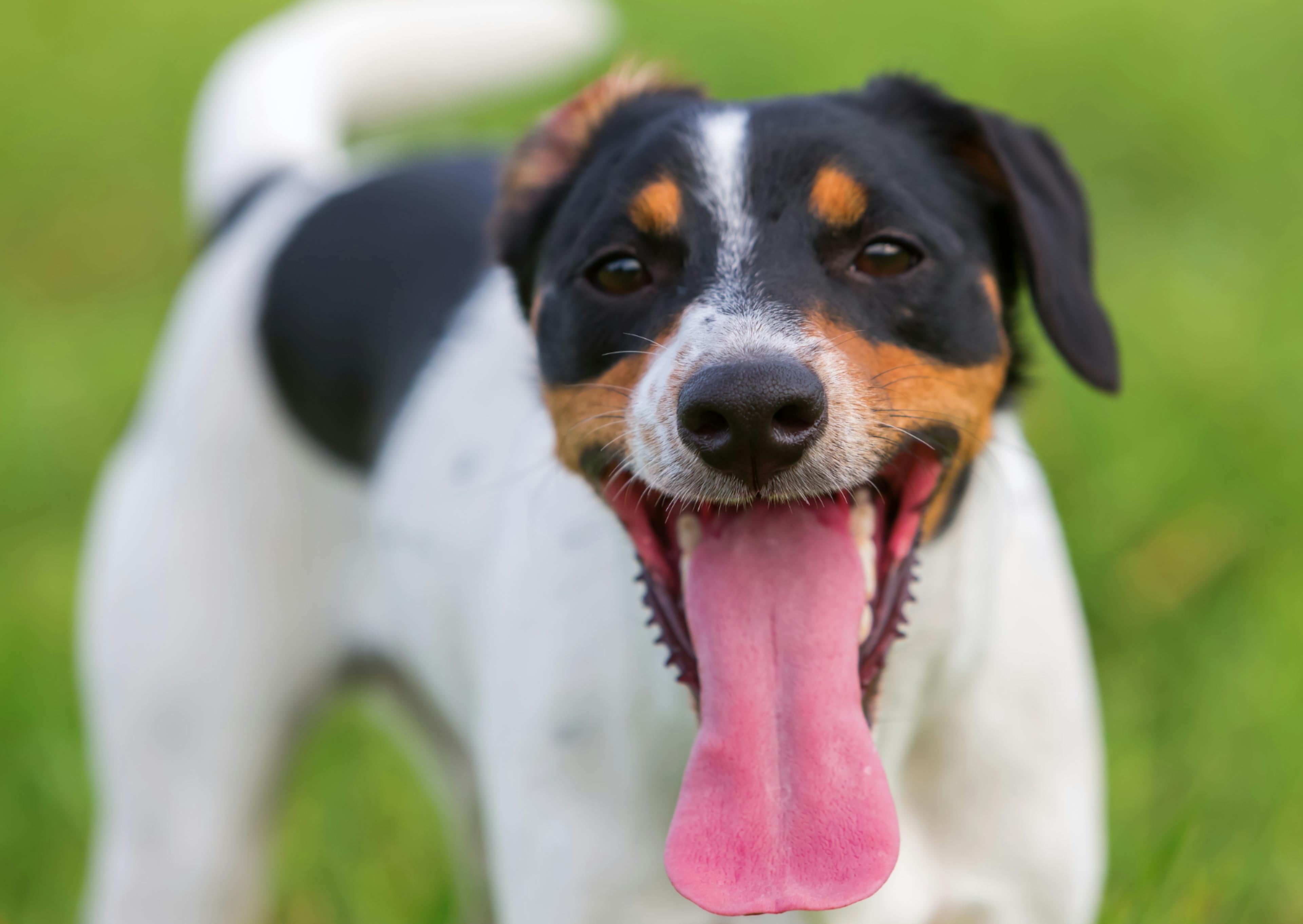 Parson Russell Terrier de face, il tire la langue 