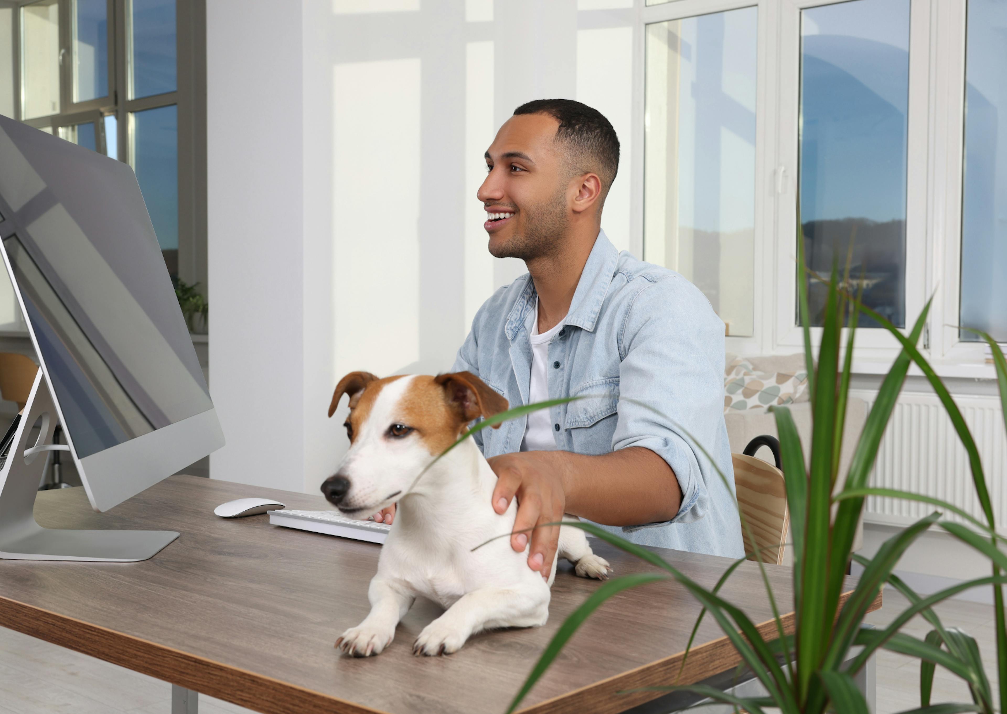 Parson Russell Terrier couché sur une table, près de lui son maitre le caresse et travail en même temps sur son ordinateur