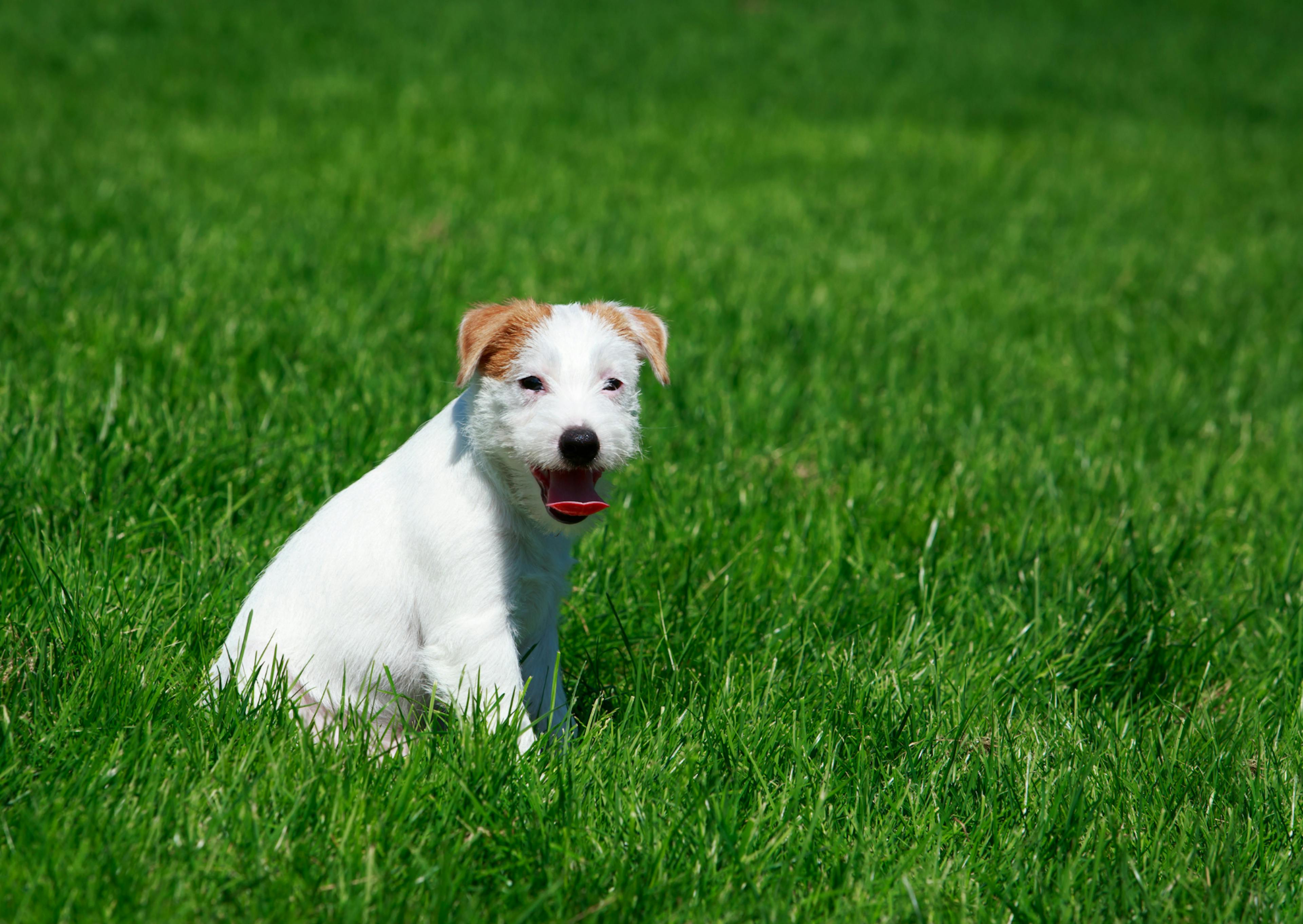 Parson Russell Terrier assis dans des herbes hautes, il regarde l'objectif en tirant la langue