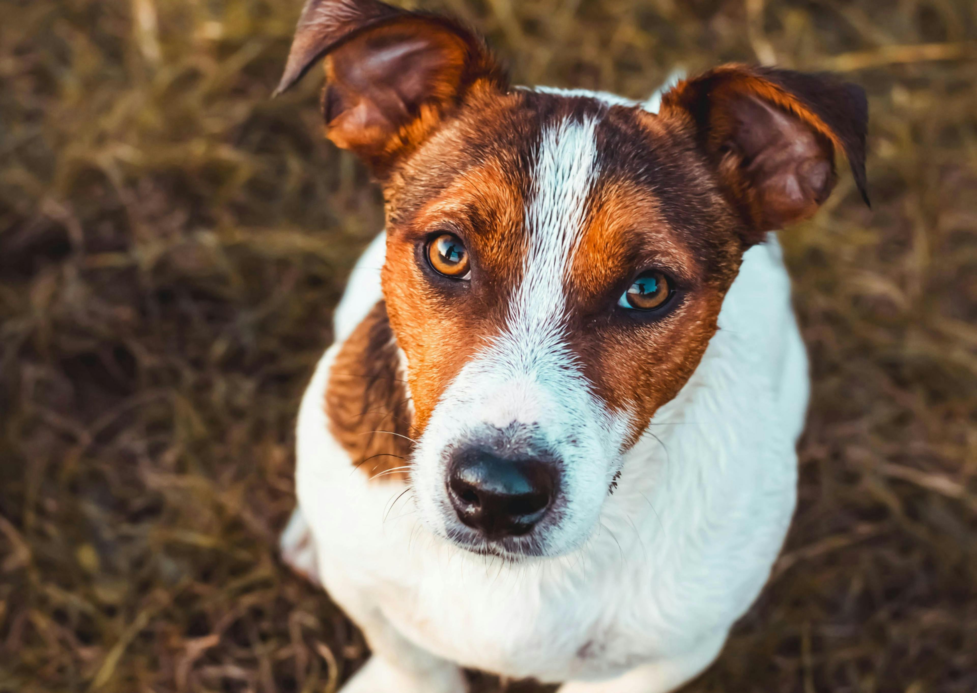 Parson Russell Terrier assis de face et regarde l'objectif