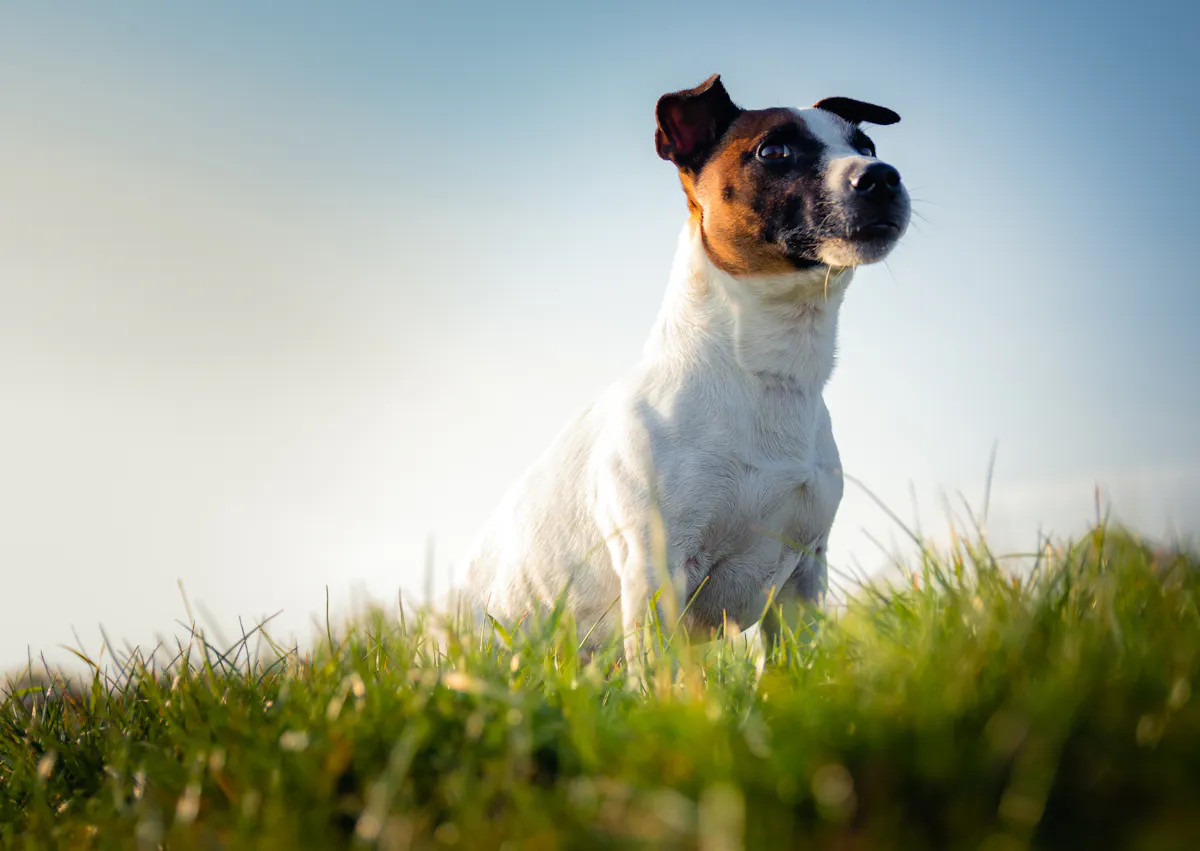 Parson Russell Terrier en contre plongée, il est debout dans l'herbe, le ciel bleu derrière lui, il est attentif à ce qui se passe devant lui