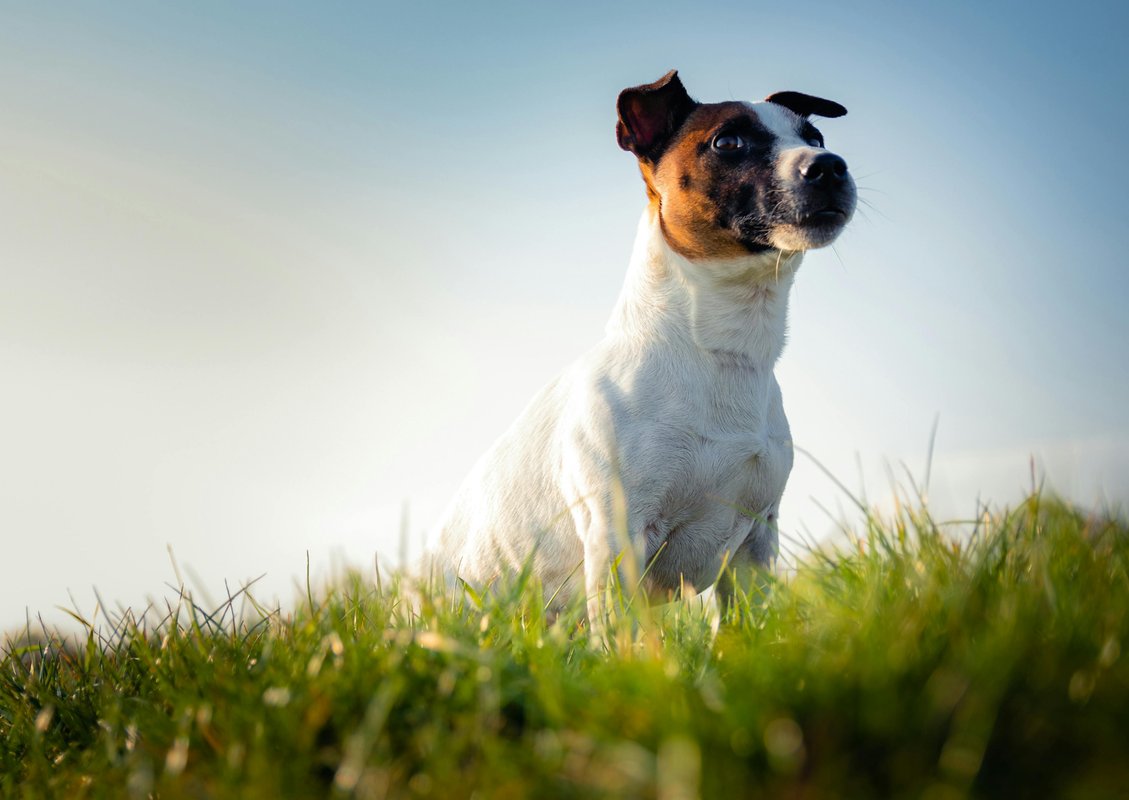 Parson Russell Terrier en contre plongée, il est debout dans l'herbe, le ciel bleu derrière lui, il est attentif à ce qui se passe devant lui 