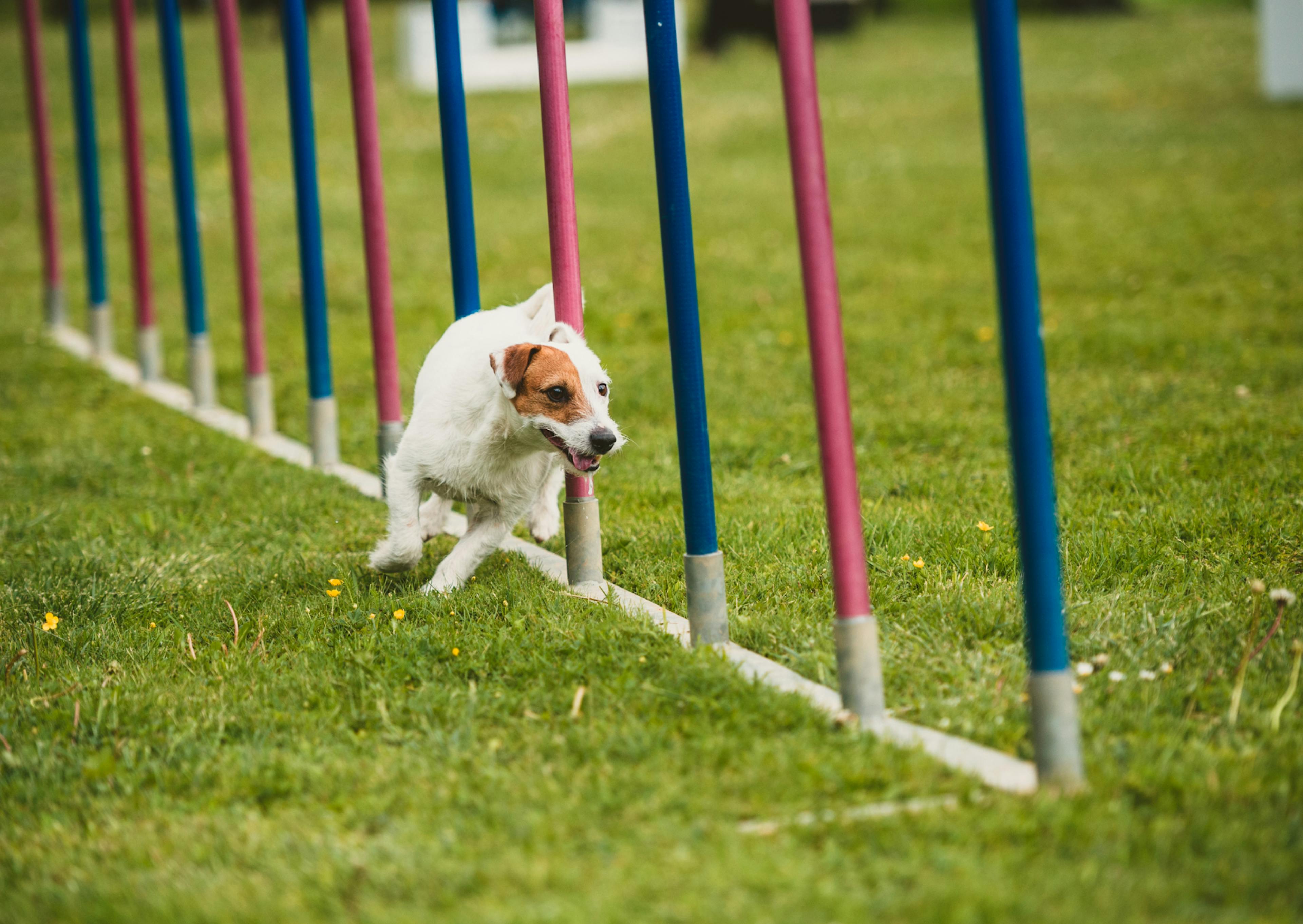 Parson Russell Terrier qui fait un parcours d'agility en courant 