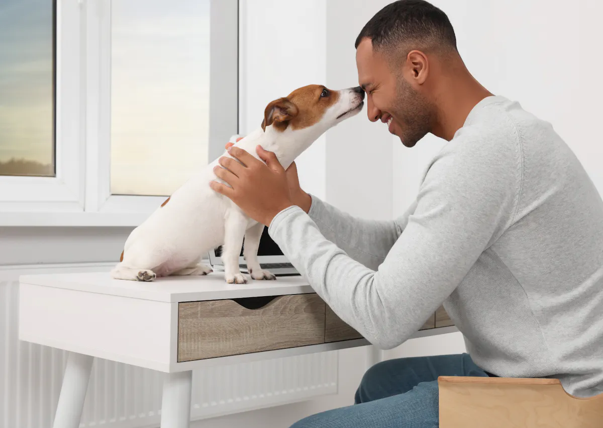 Parson Russell Terrier assis sur un bureau qui sent son maitre