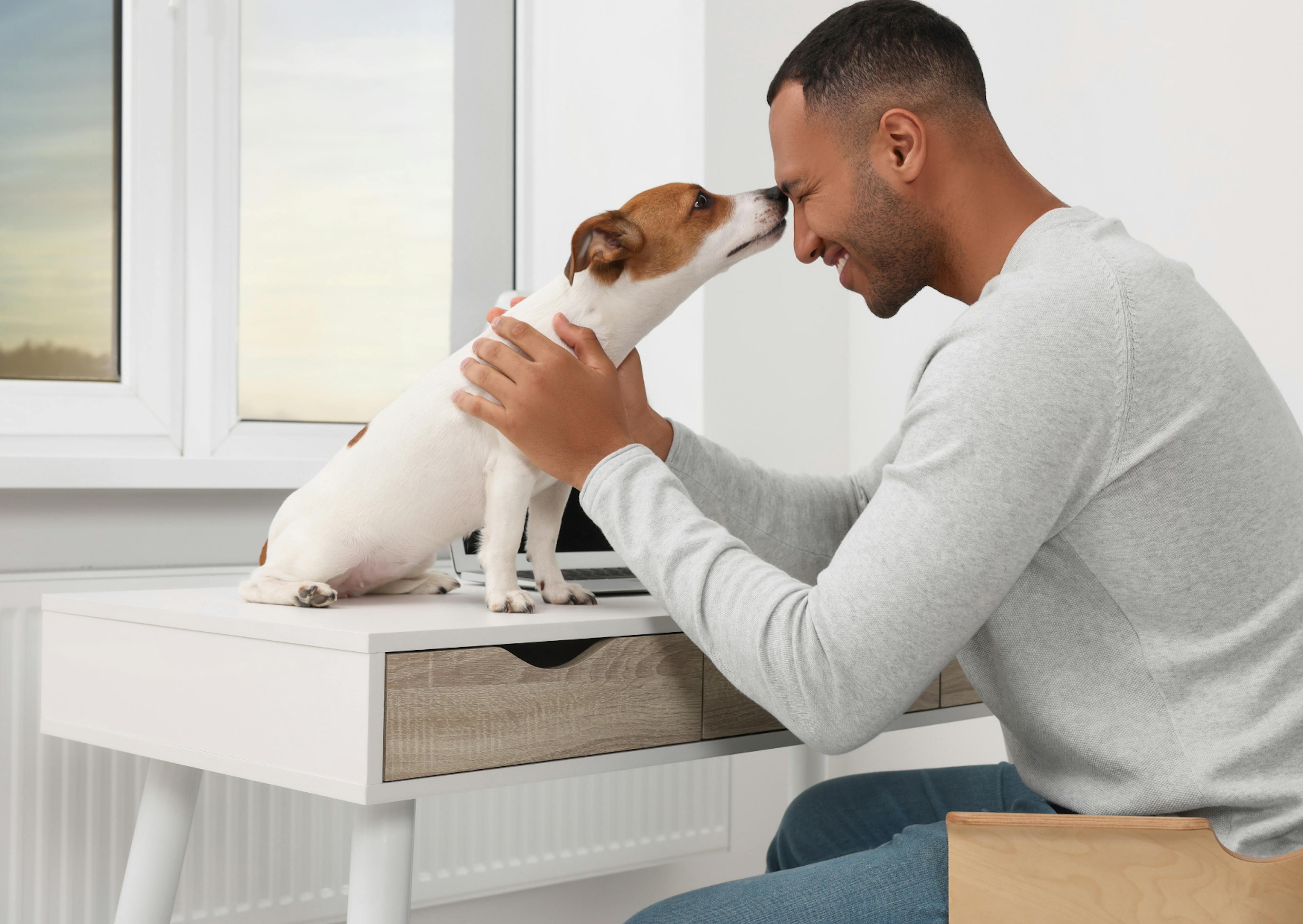 Parson Russell Terrier assis sur un bureau qui sent son maitre 