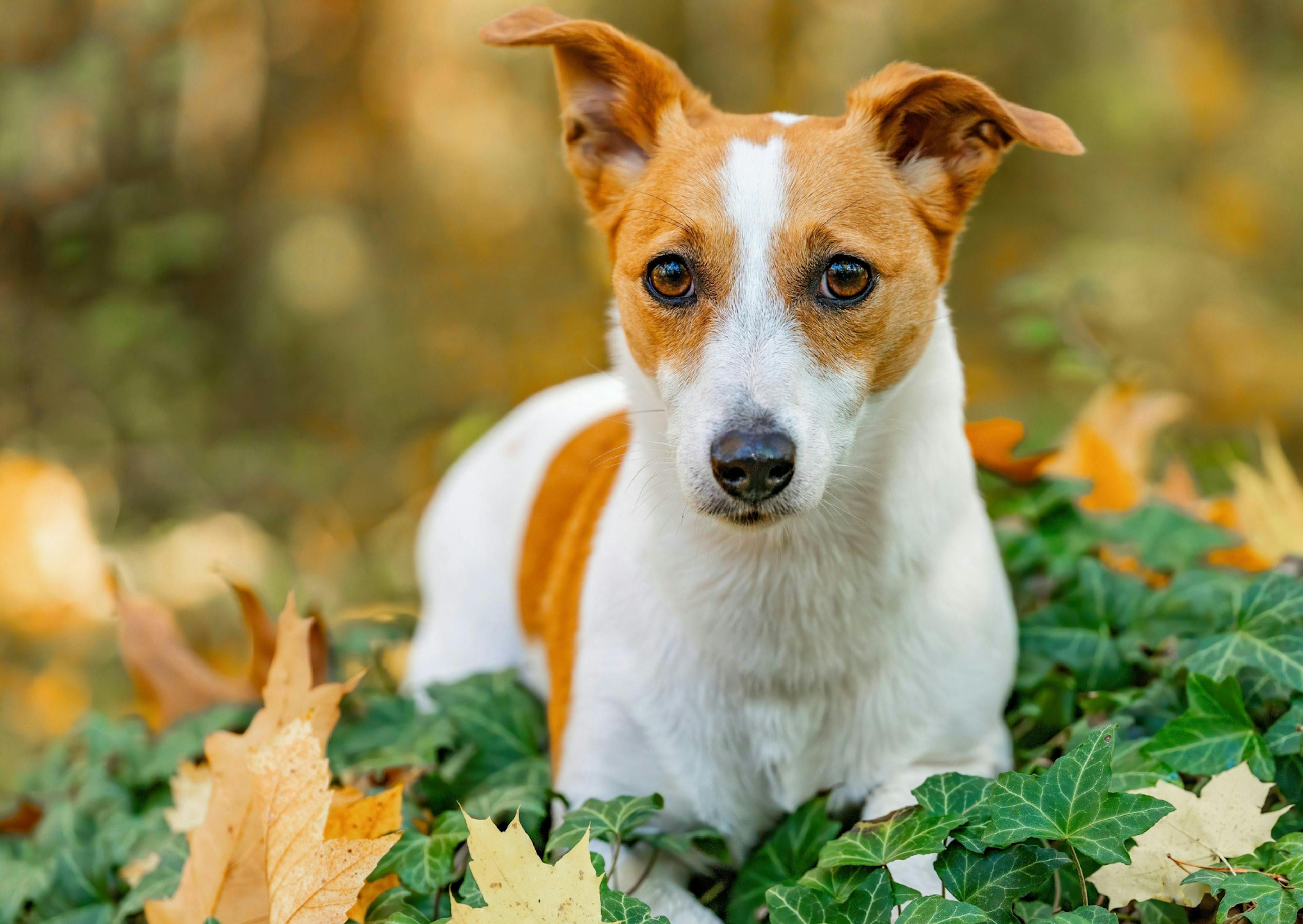 Parson Russell Terrier debout dans l'herbe qui drèsse les oreilles l'air curieux 