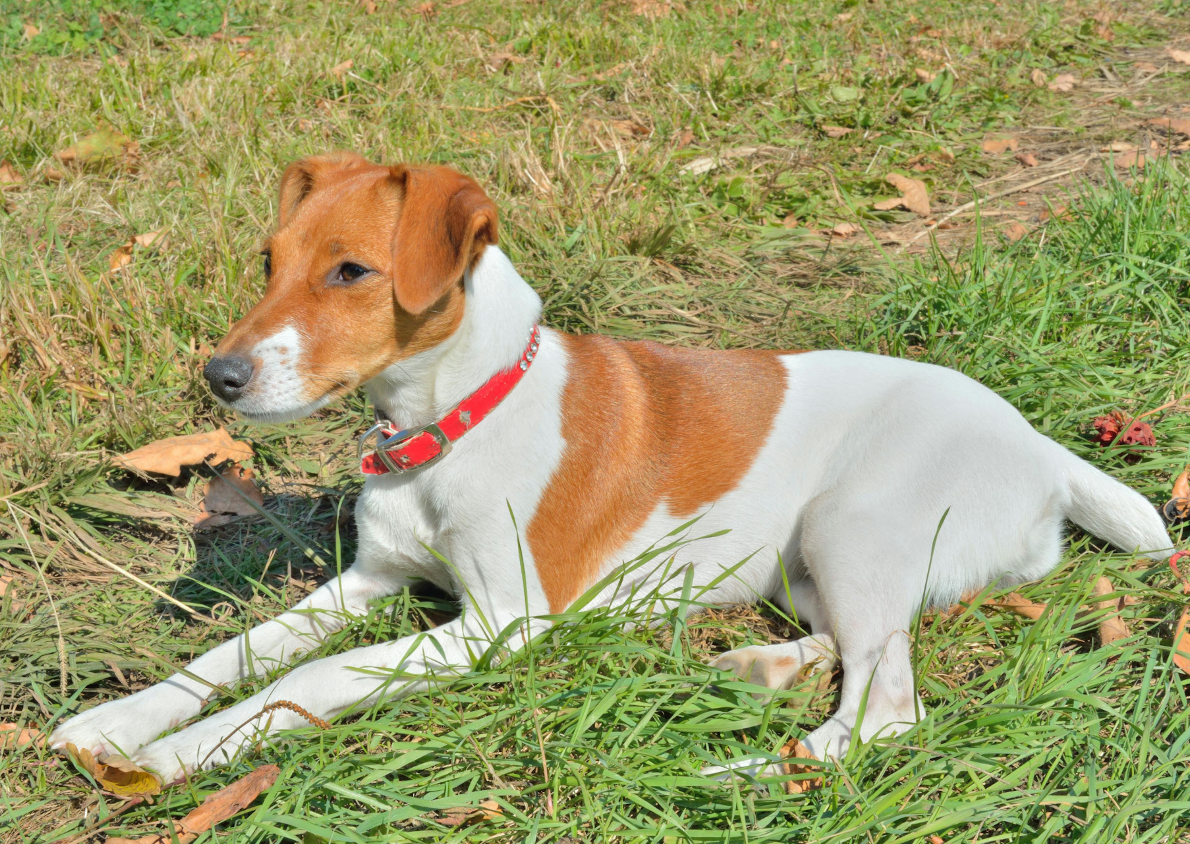 Parson Russell Terrier couché dans l'herbe et regarde curieusement devant lui 