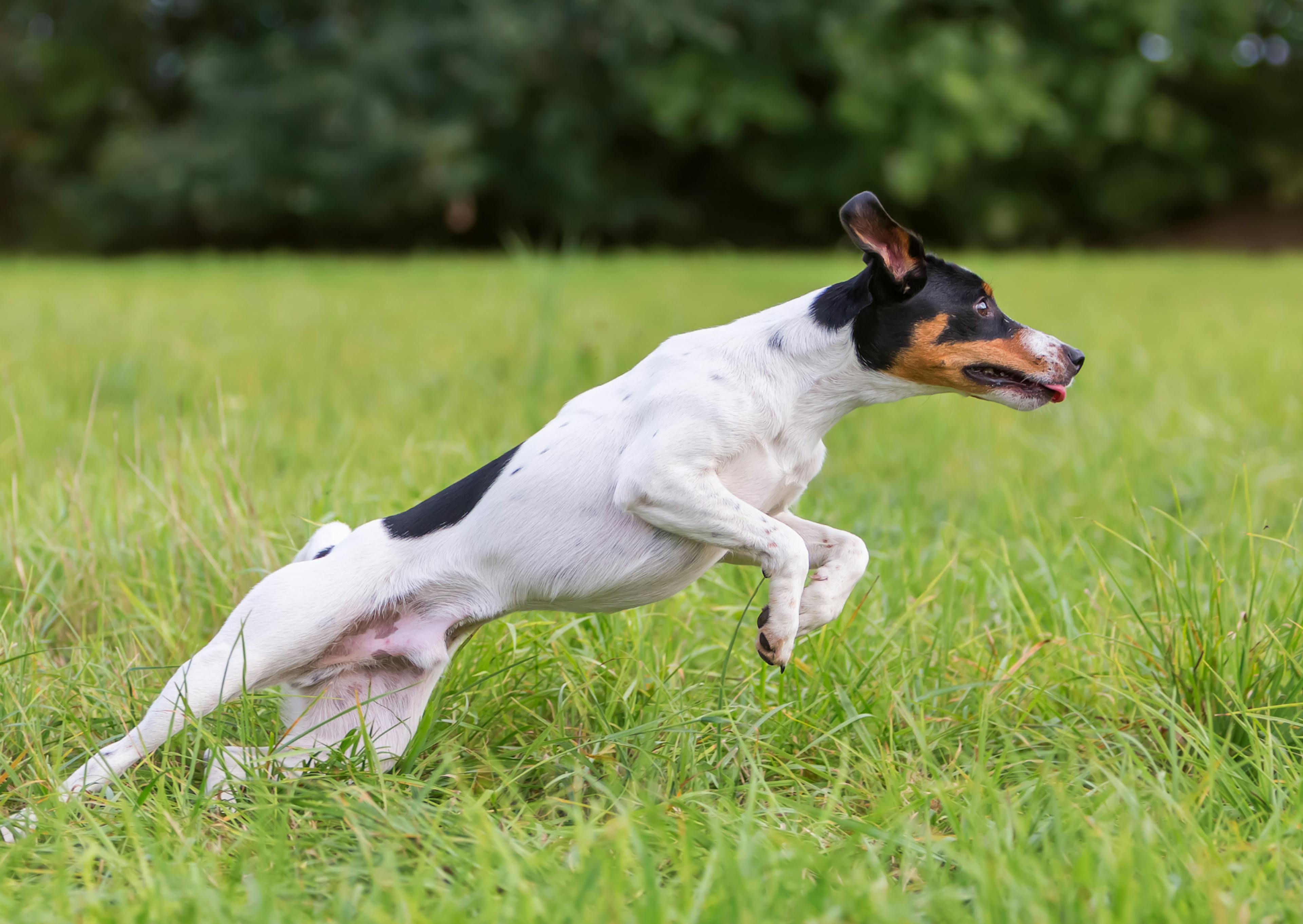 Parson Russell Terrier qui court très vite 