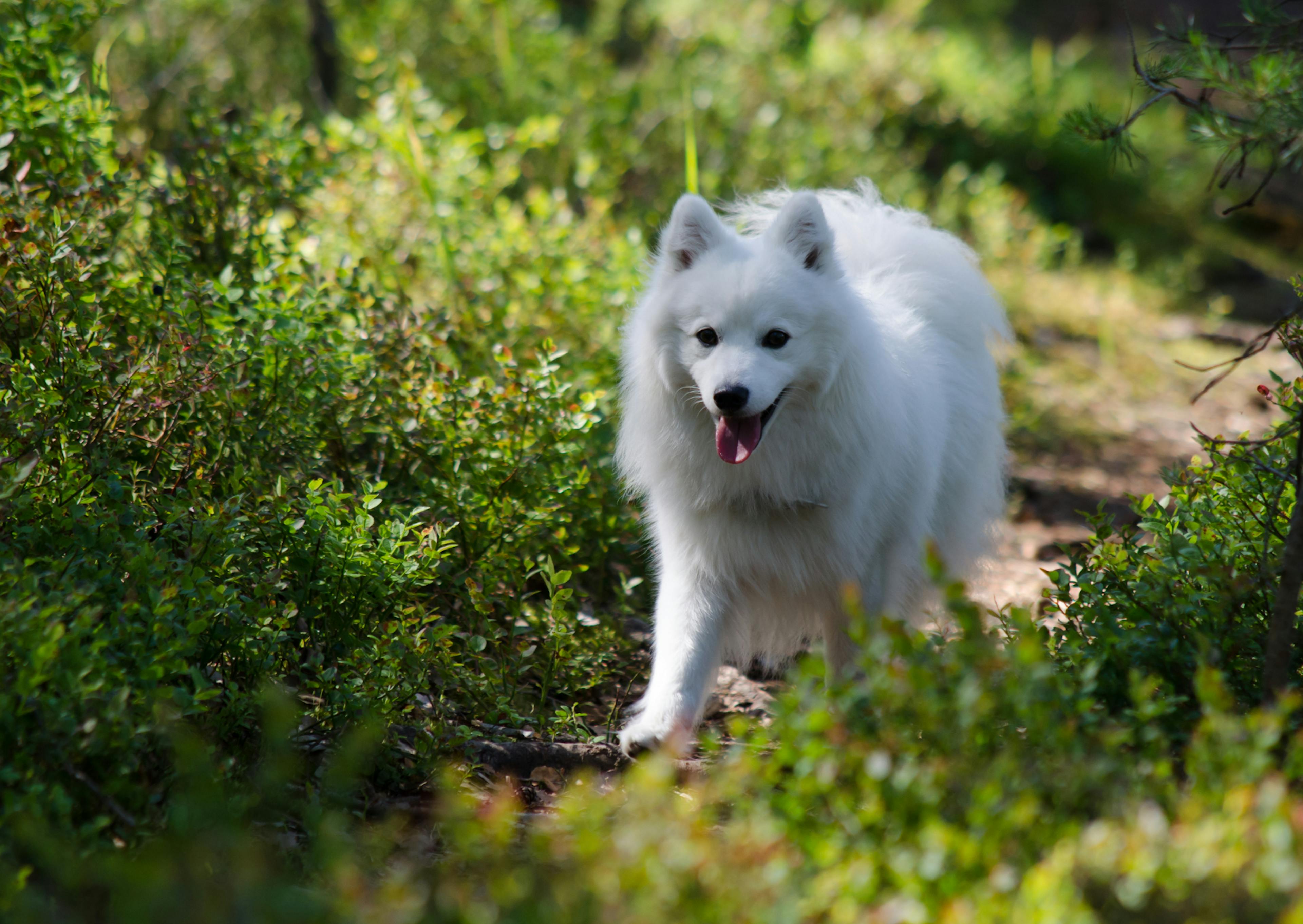 Spitz Japonais qui marche dans un chemin de terre en tirant la langue, il est entouré de végétation