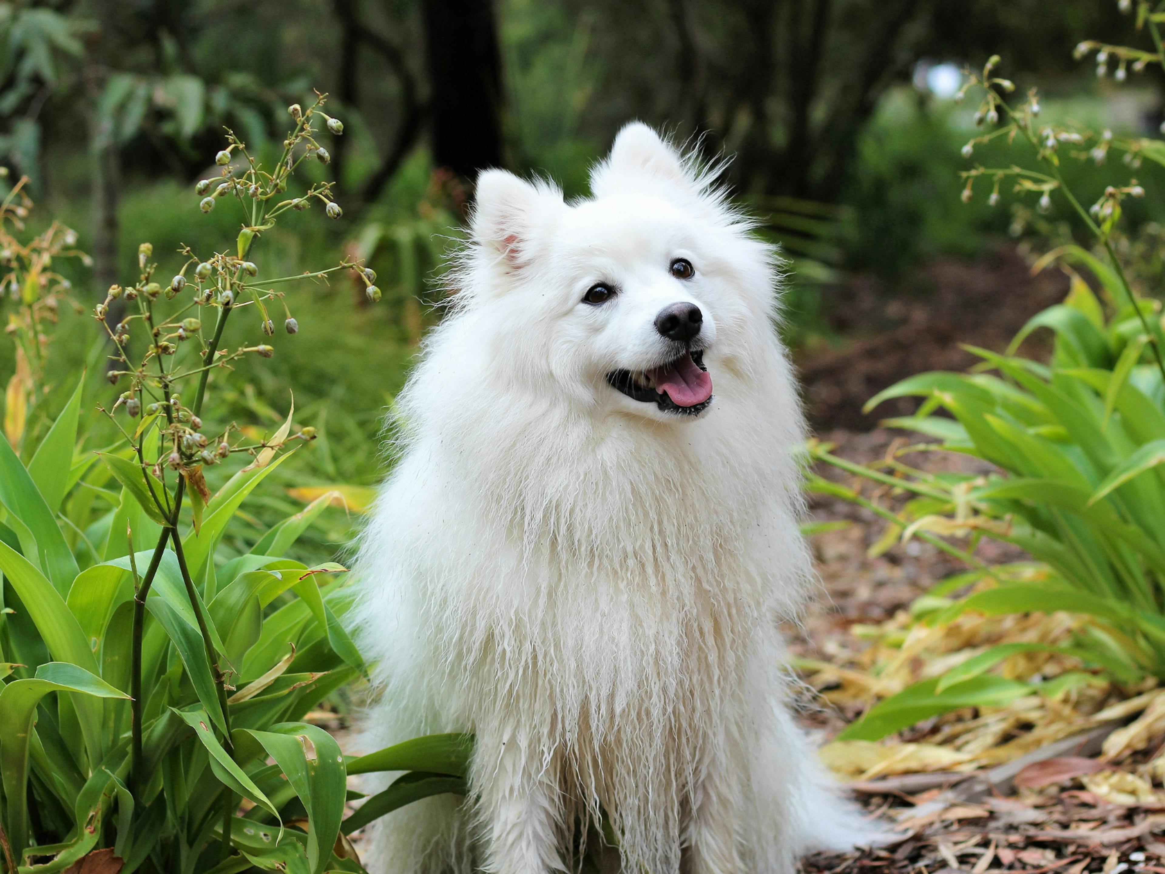 Spitz Japonais asssi dans un jardin et entouré de plante, il regarde vers le haut en tirant la langue