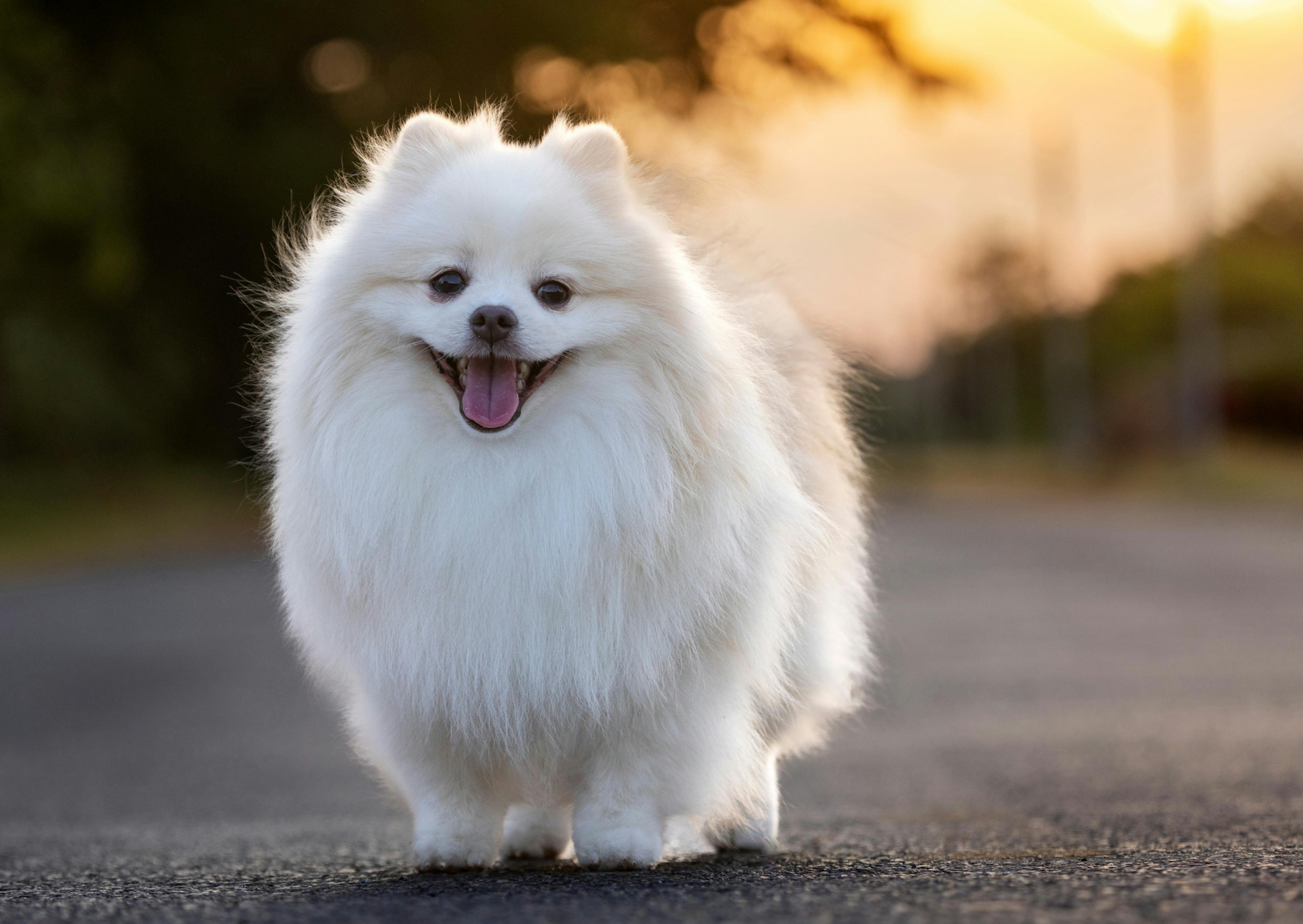 Spitz Japonais qui marche sur une route en bêton et regarde l'objectif en tirant la langue 