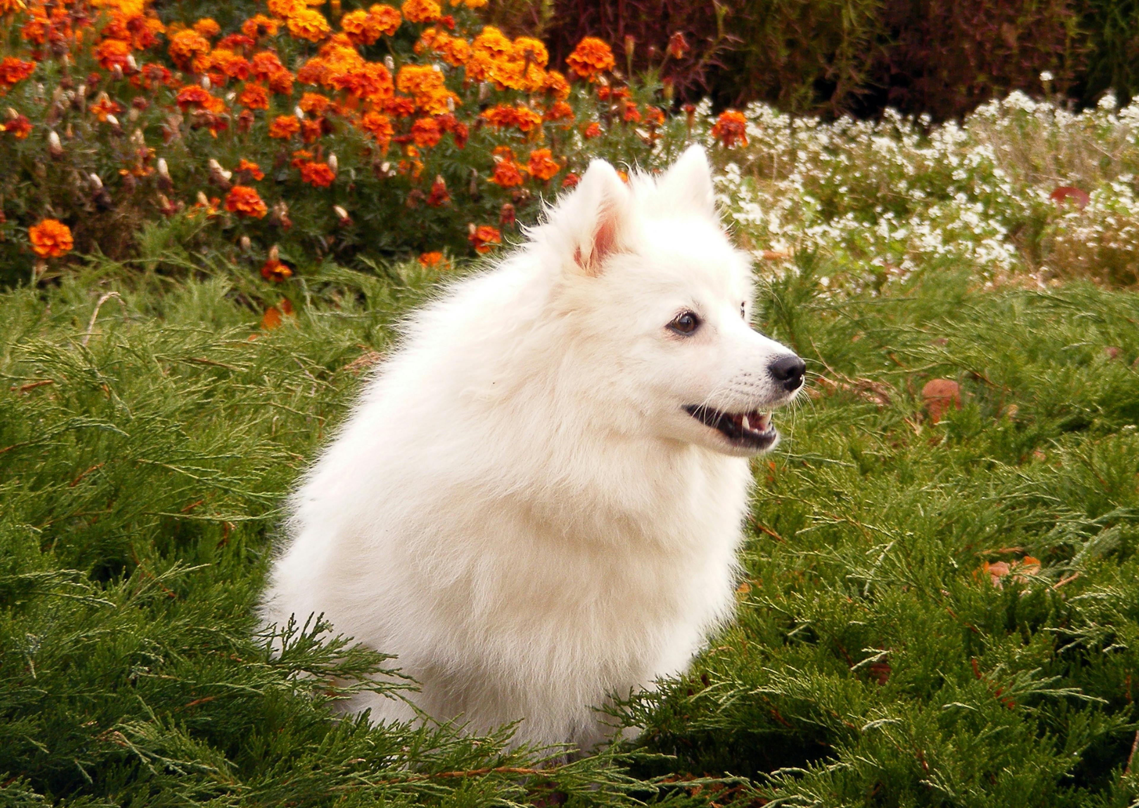 Spitz Japonais assis au milieu de végétation, il regarde au loin en aboyant. il y a des fleurs rouges et bloanches derrière lui