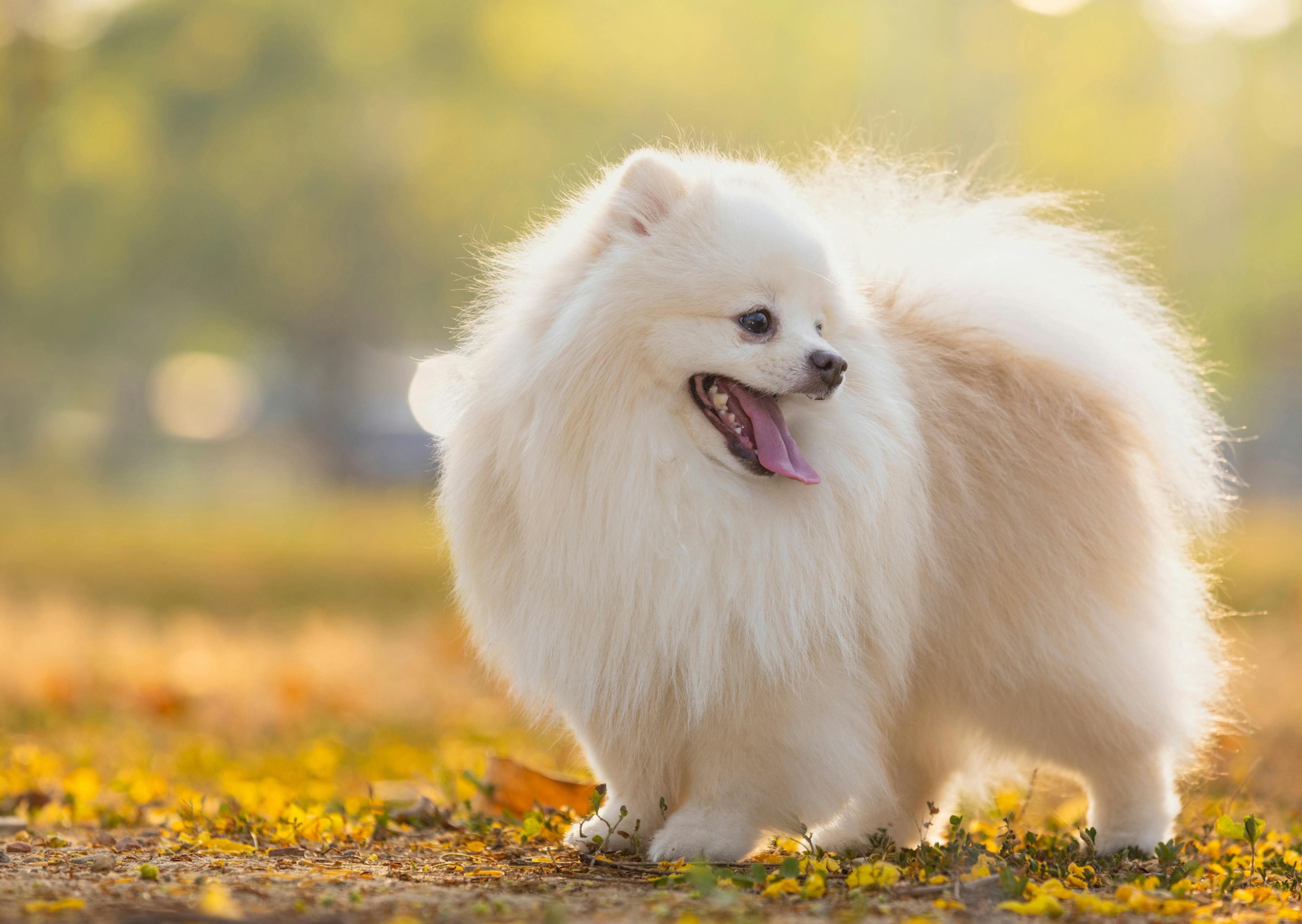 Spitz Japonais debout sur un sol rempli de feuilles mortes, il regarde derrière lui en tirant la langue