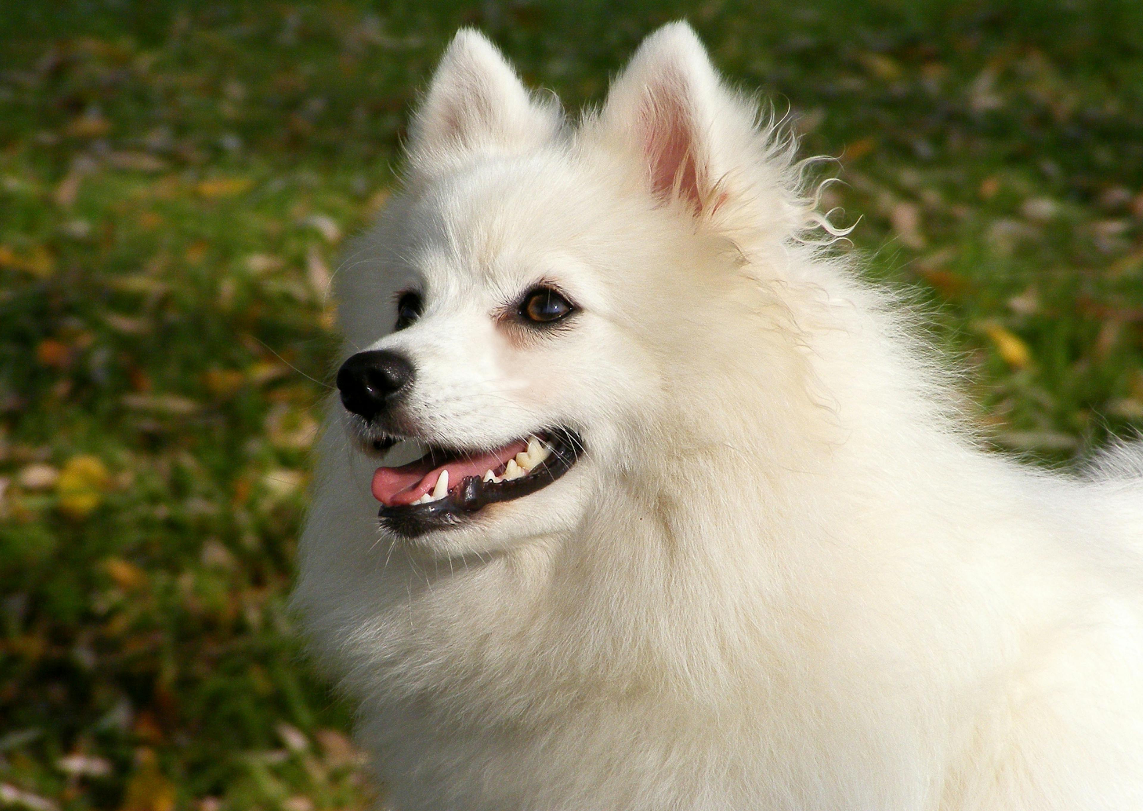 Spitz Japonais qui regarde vers le haut en tirant la langue