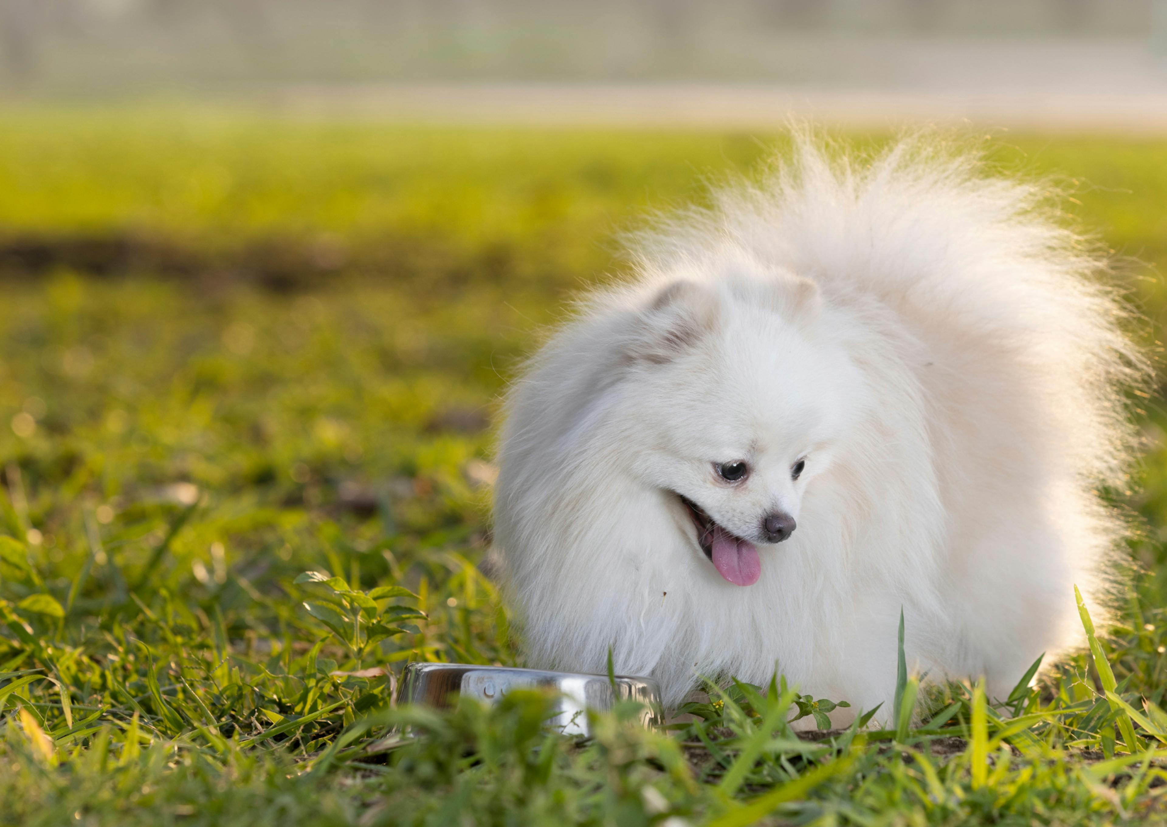 Spitz Japonais dans un champs d'herbe. il regarde vers le bas et à une gamelle posée devant lui 