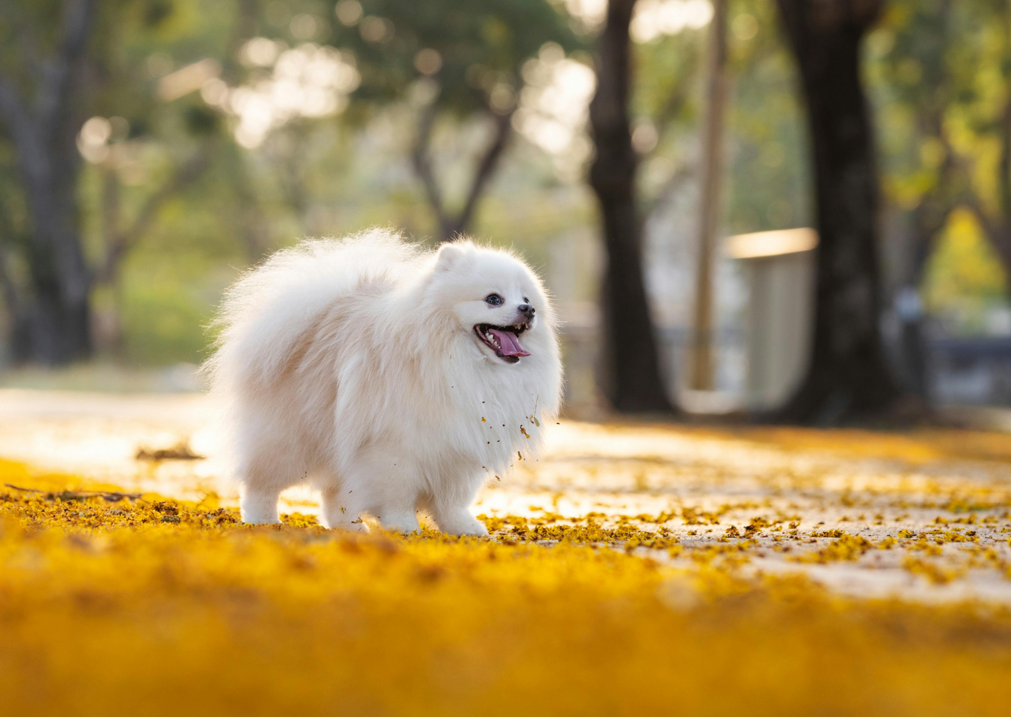 Spitz Japonais qui marche sur un sol rempi de fleurs. il regarde au loin en tirant la langue