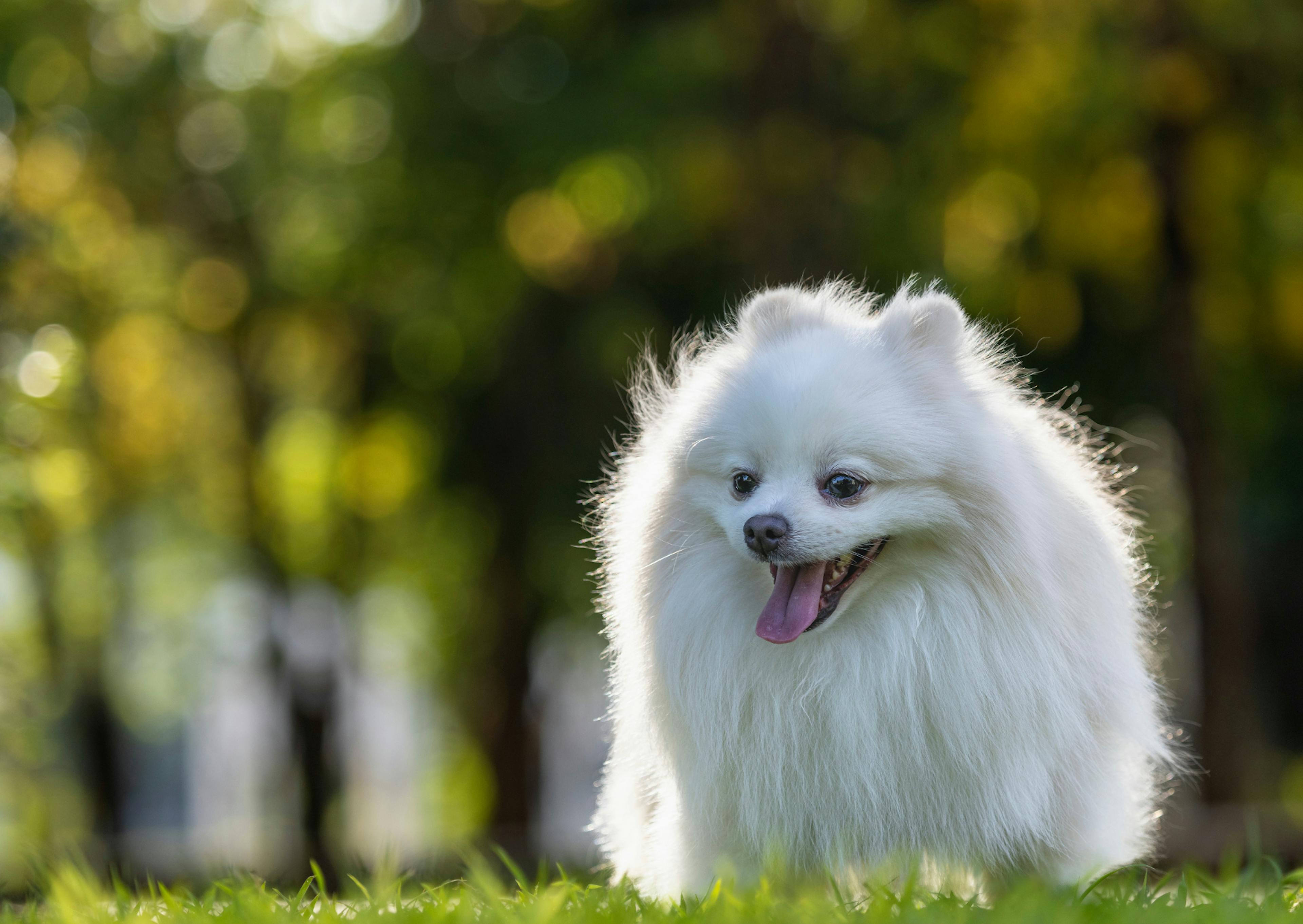 Spitz Japonais qui marche dans l'herbe en tirant la langue