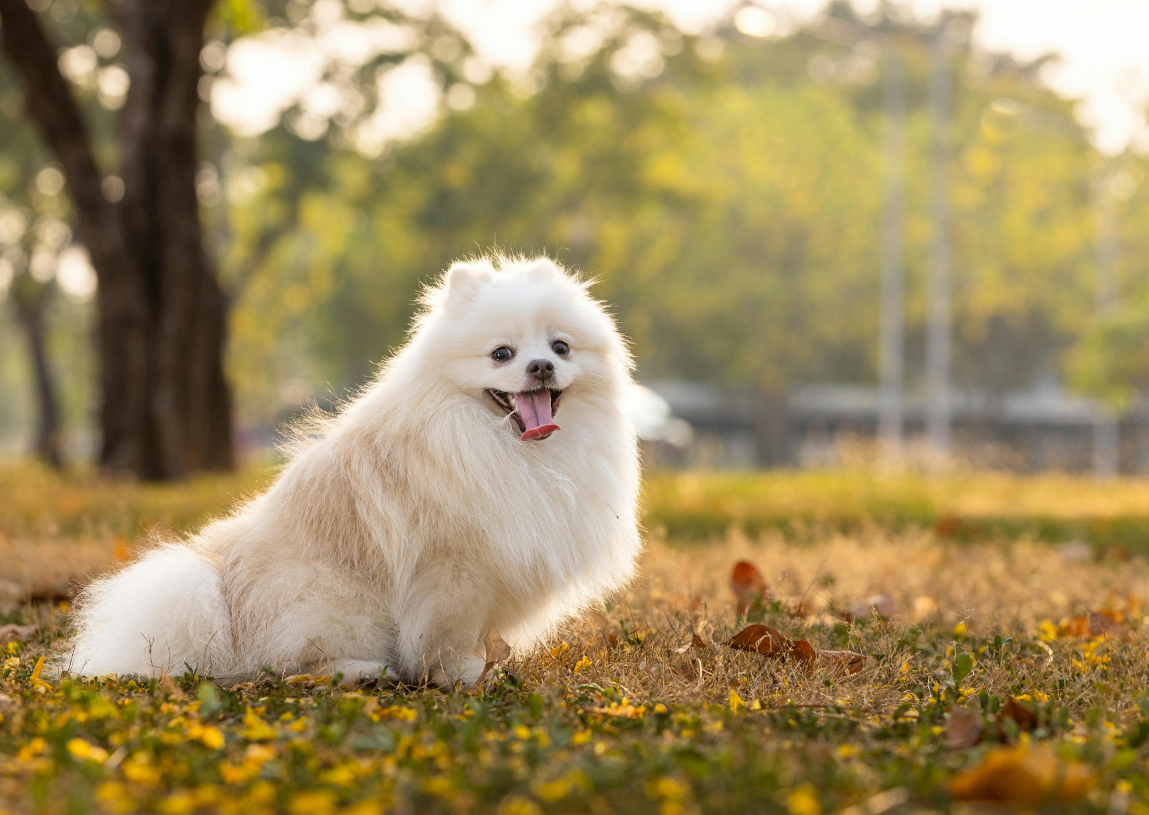 Spitz Japonais assis dans l'herbe près d'un harbre, il tire la langue