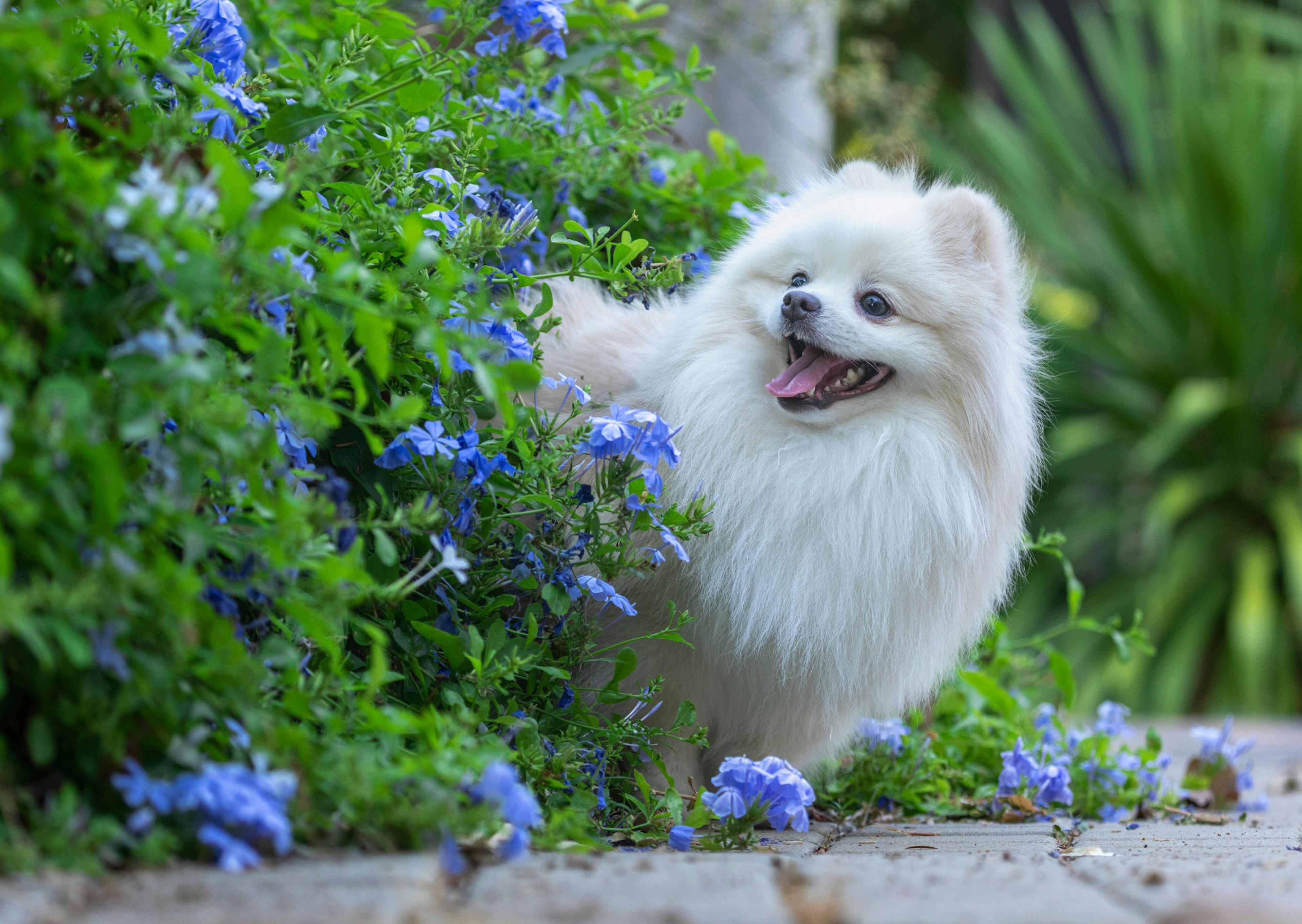 Spitz Japonais qui regarde curieusement les fleurs bleu à côté de lui en tirant la langue