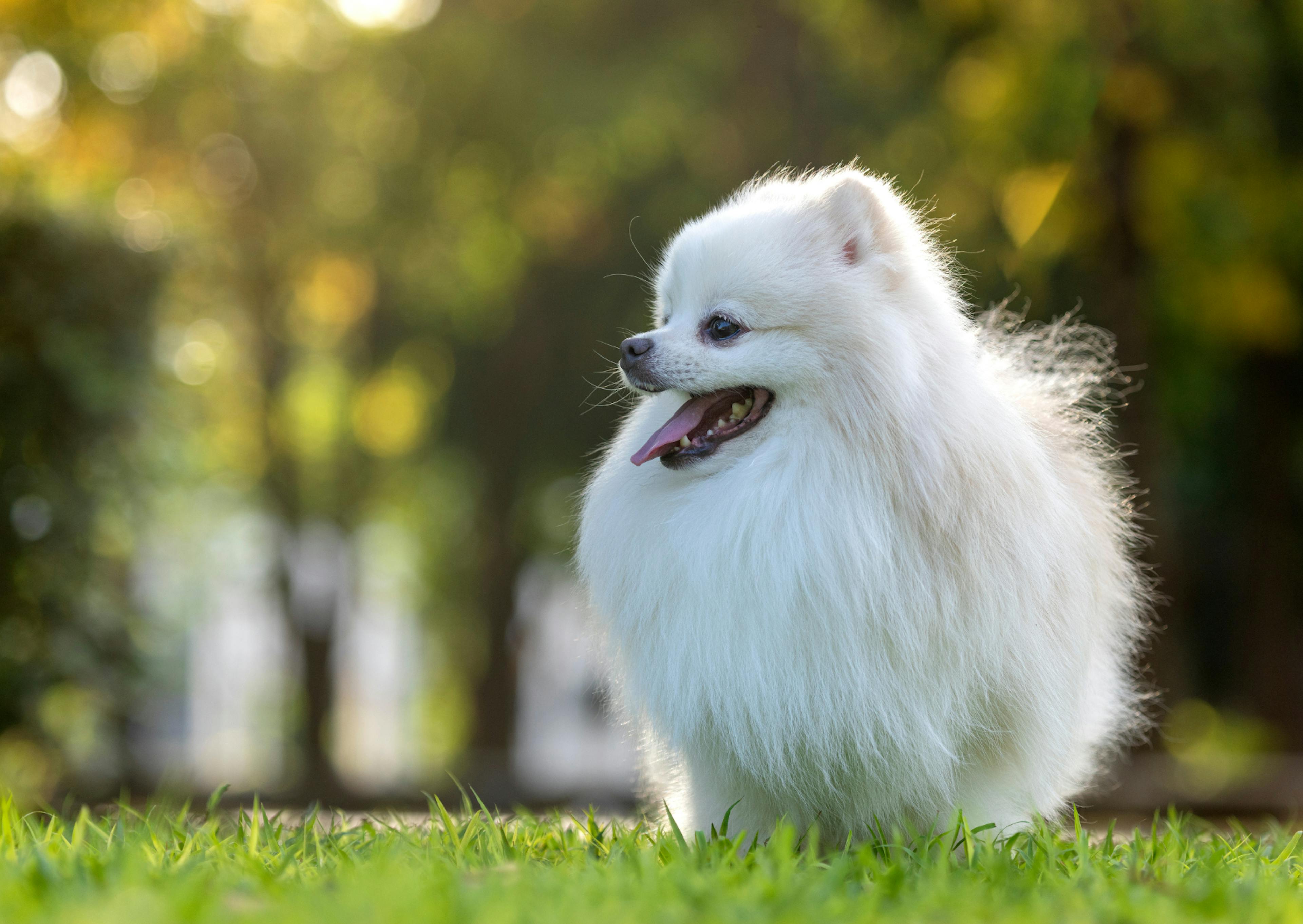 Spitz Japonais qui marche dans l'herbe fraichement coupée. Il regarde au loin en tirant la langue