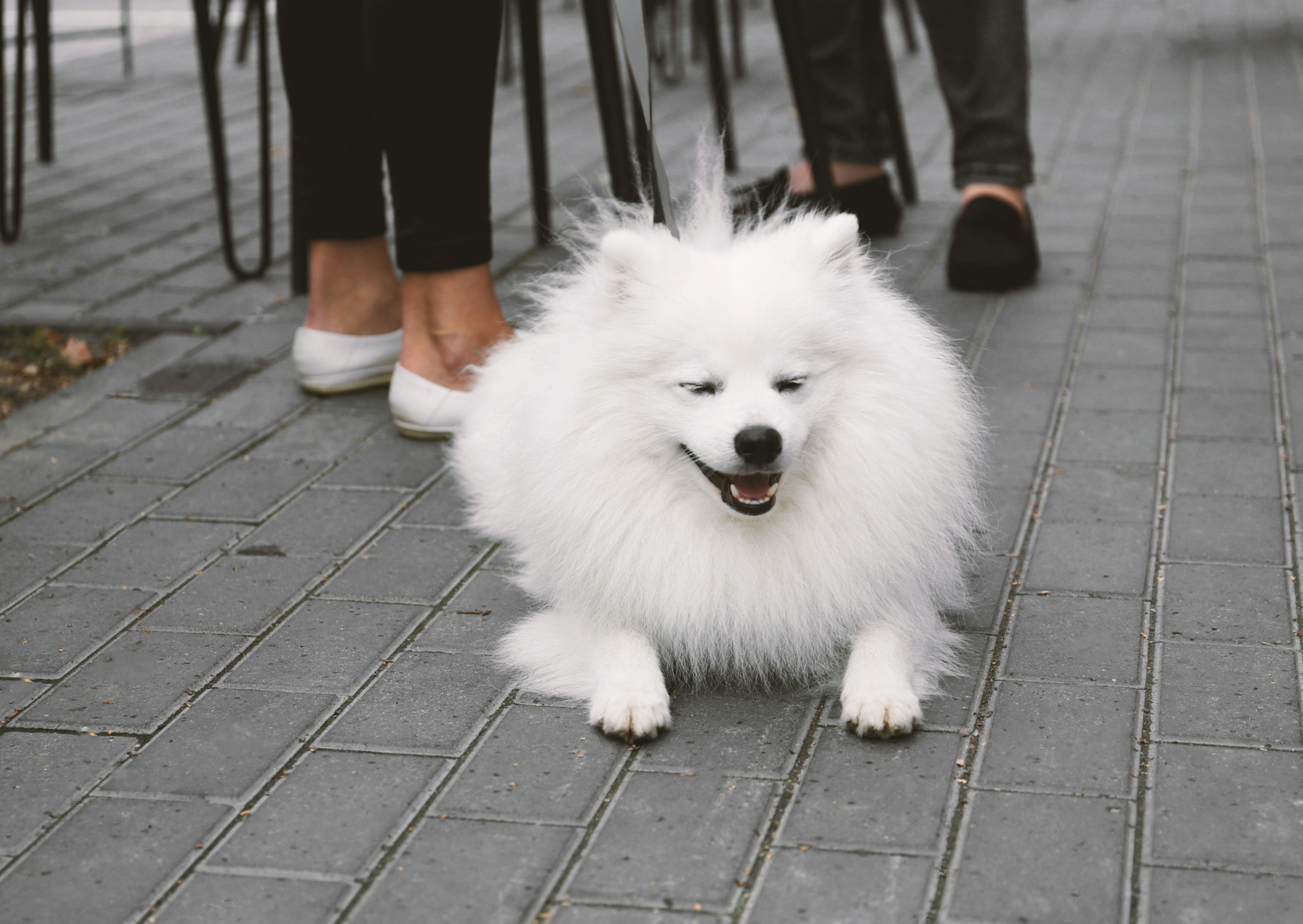 Spitz Japonais couché sur le sol avec des gesn derrière