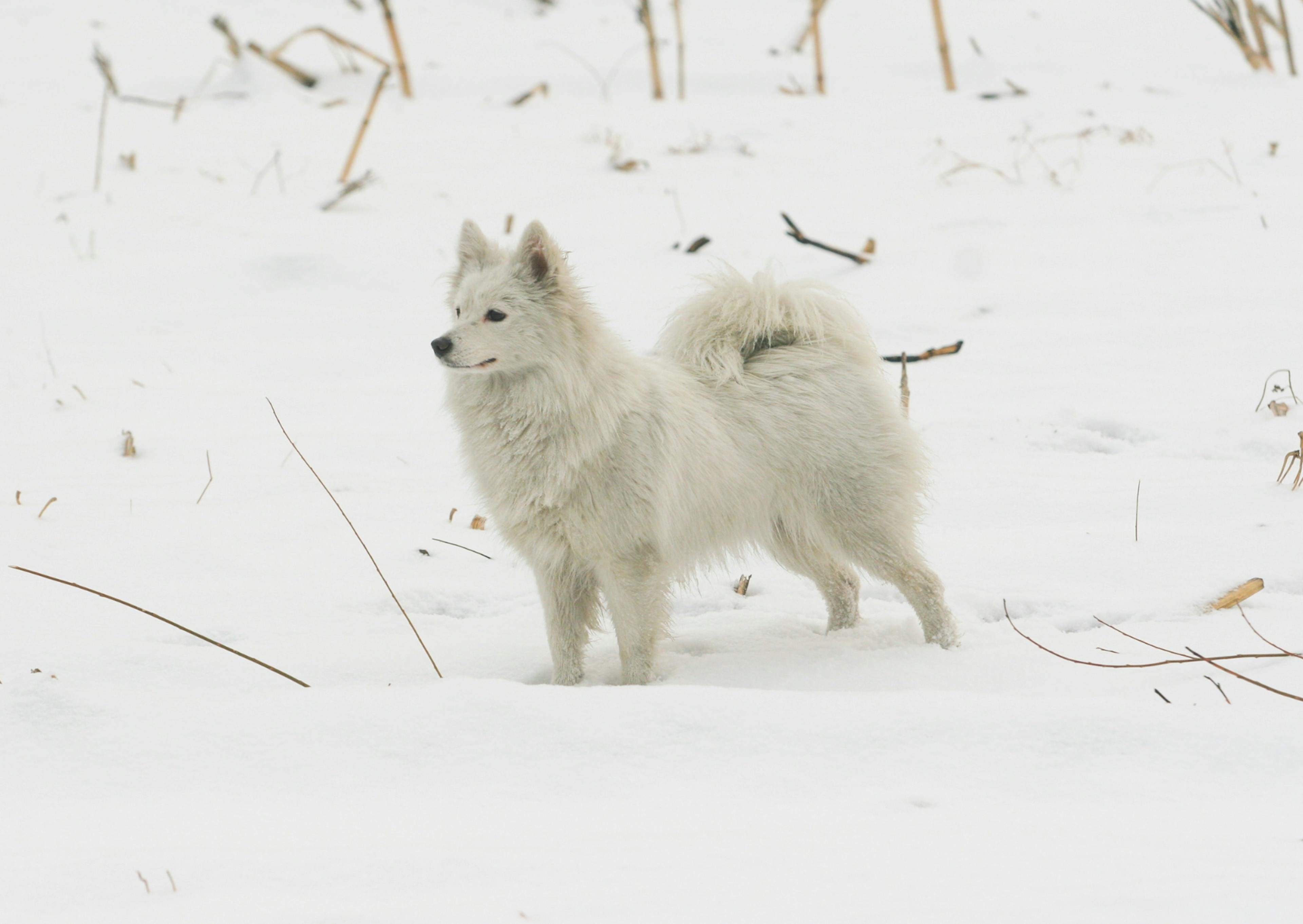 Spitz Japonais debout dans la neige et regarde au loin