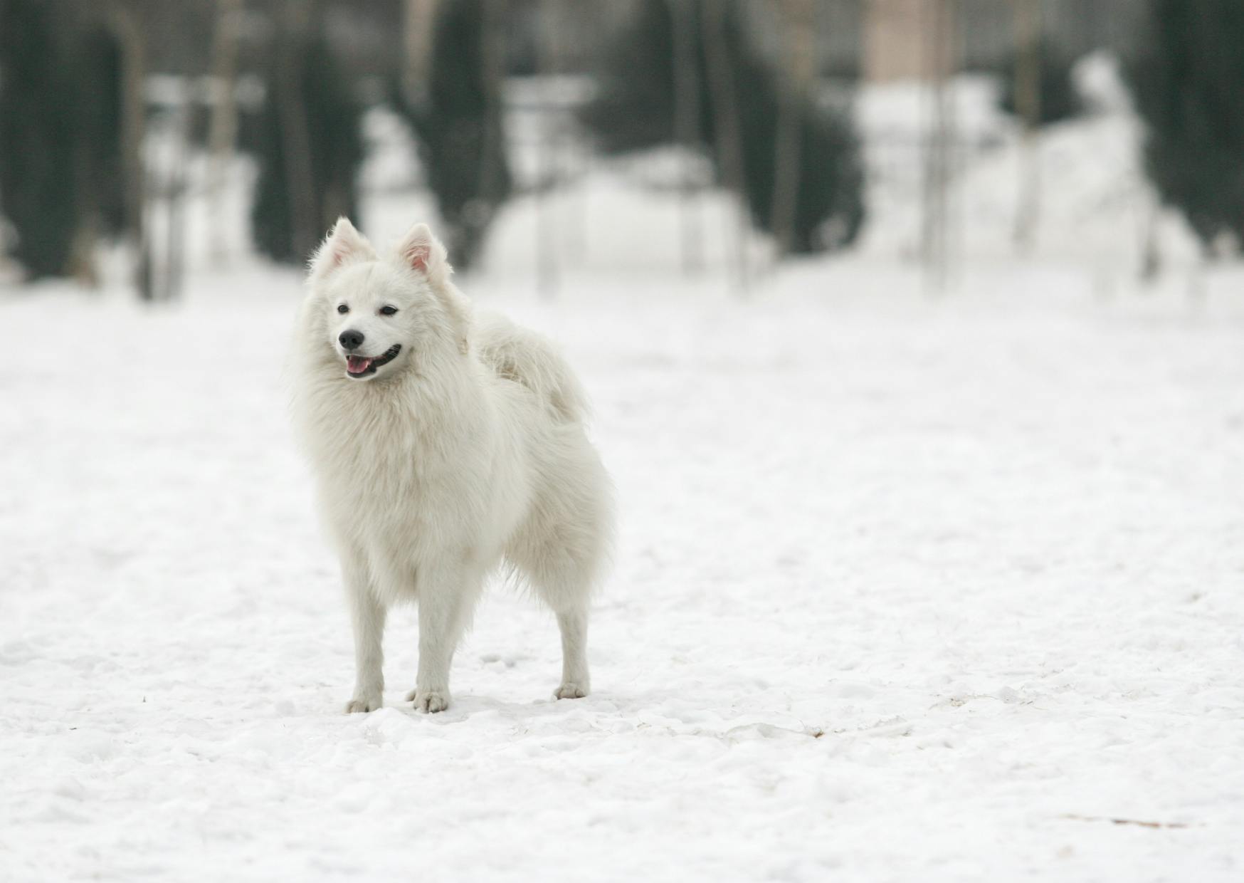Spitz Japonais debout dans la neige