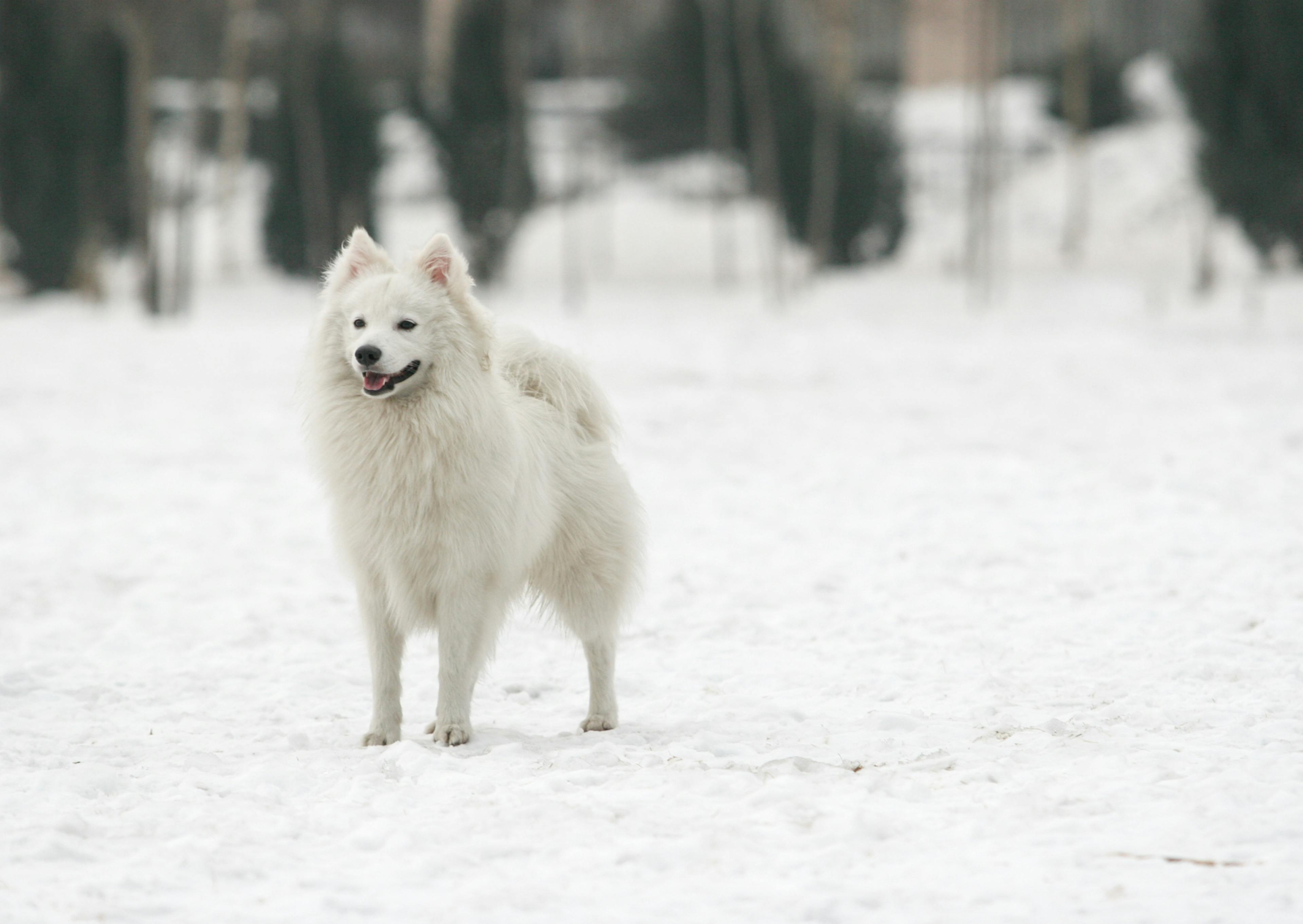 Spitz Japonais debout dans la neige 