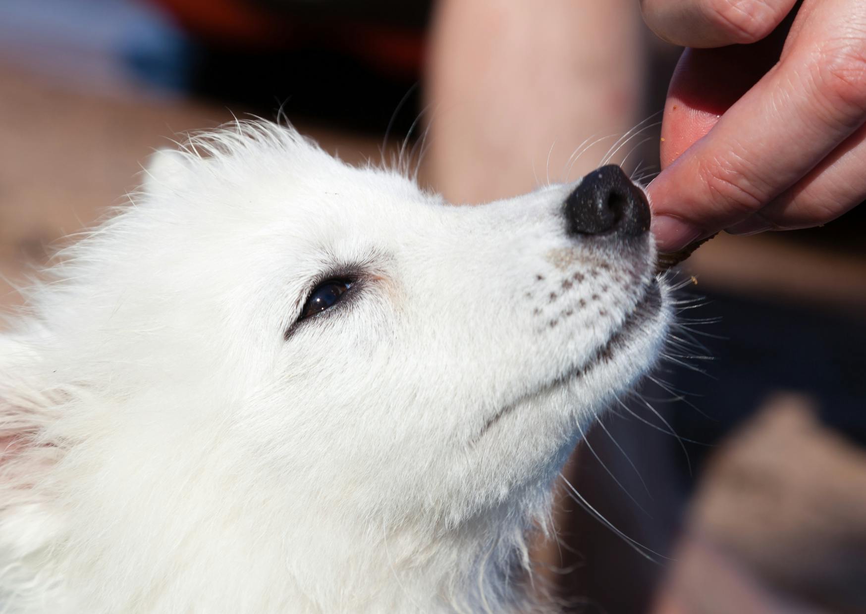 Spitz Japonais qui lèche le doigt de son maitre