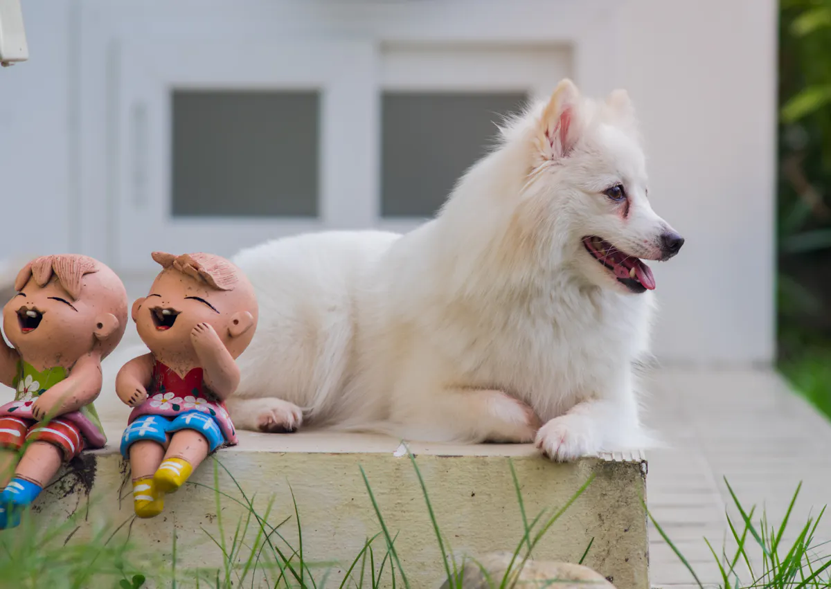 Spitz Japonais couché sur un muret avec des statut près de lui 