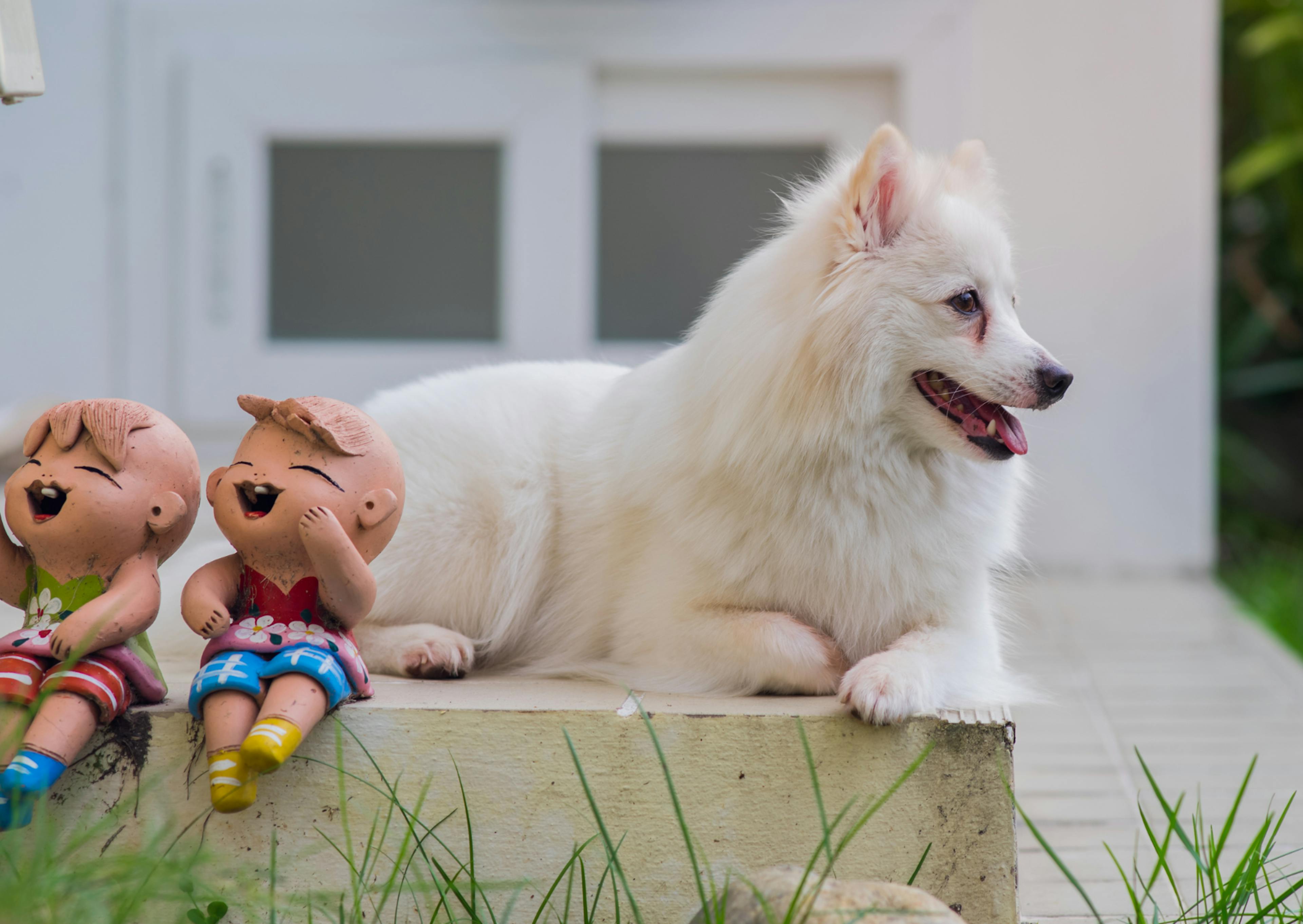 Spitz Japonais couché sur un muret avec des statut près de lui 