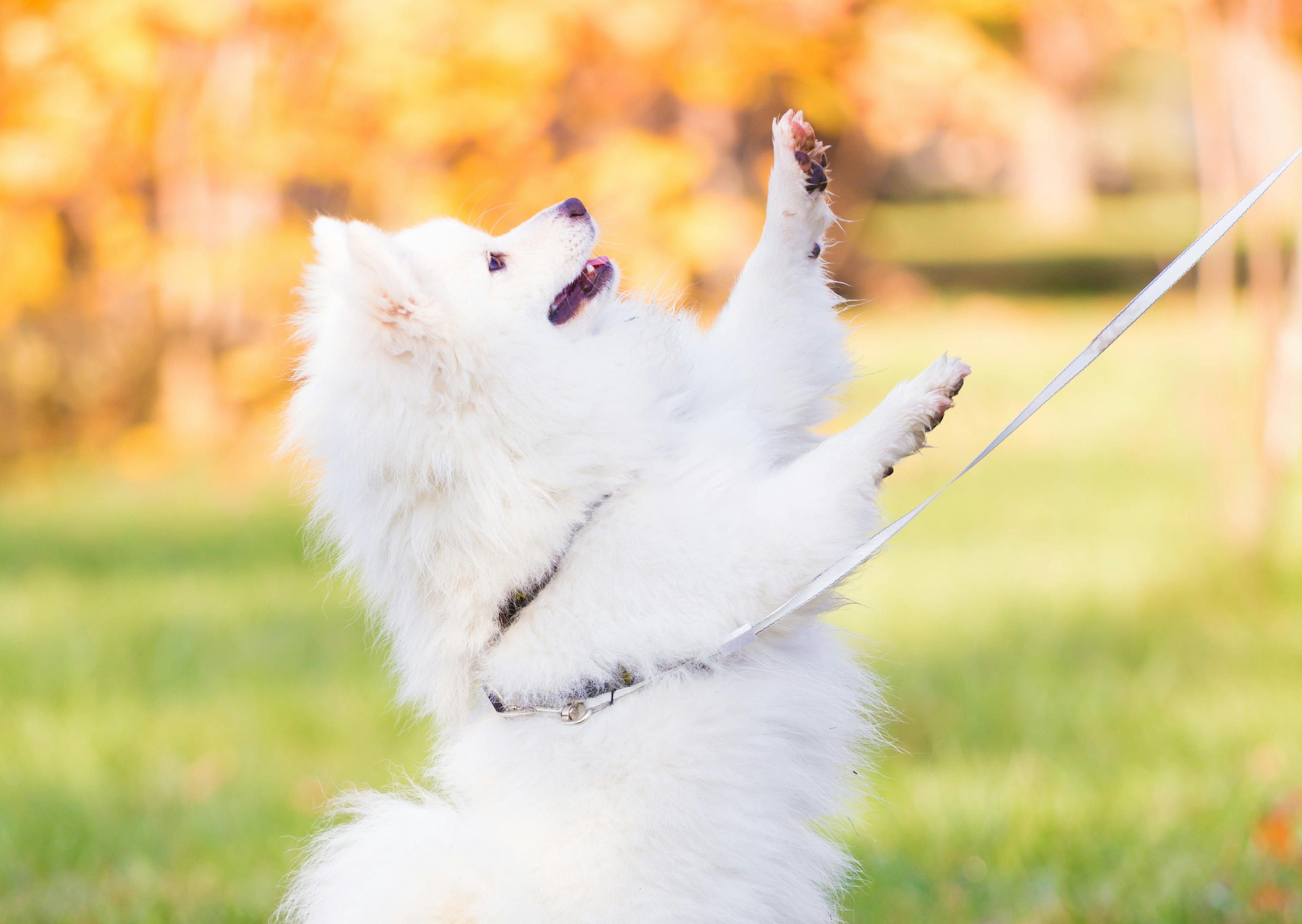 Spitz Japonais qui saute et est tenue par une laisse 