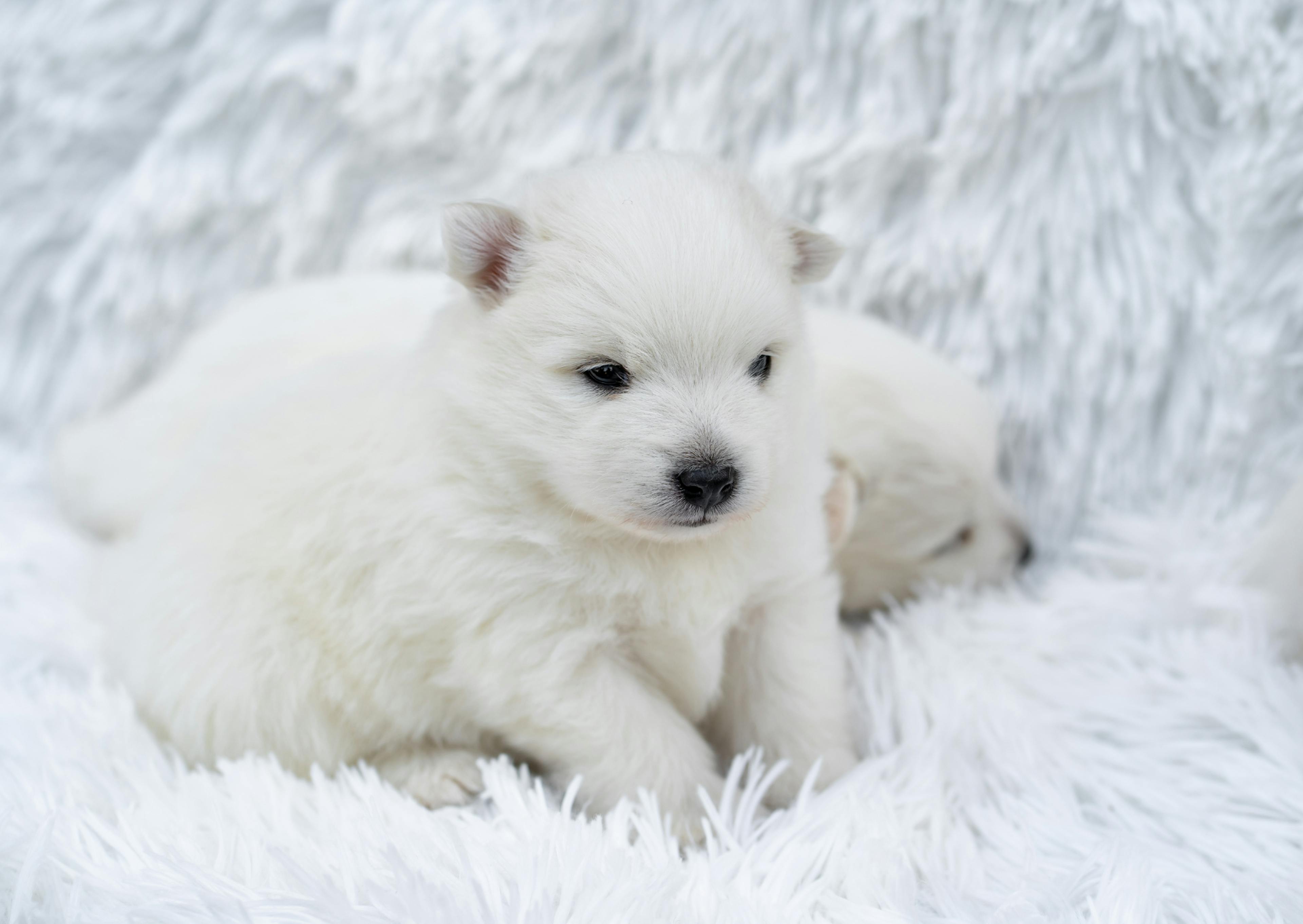 2 spitz Japonais chiot dans un plaid blanc