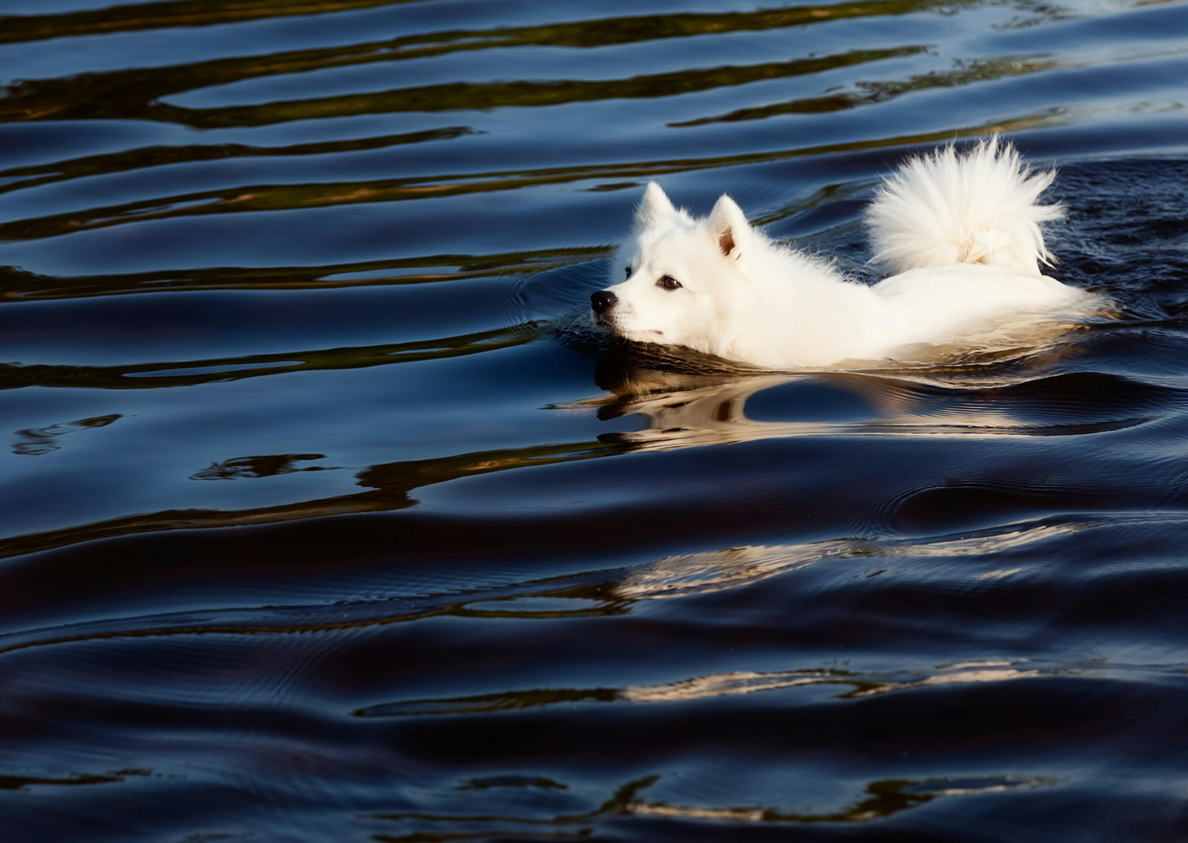 Spitz Japonais qui nage dans l'eau bleu