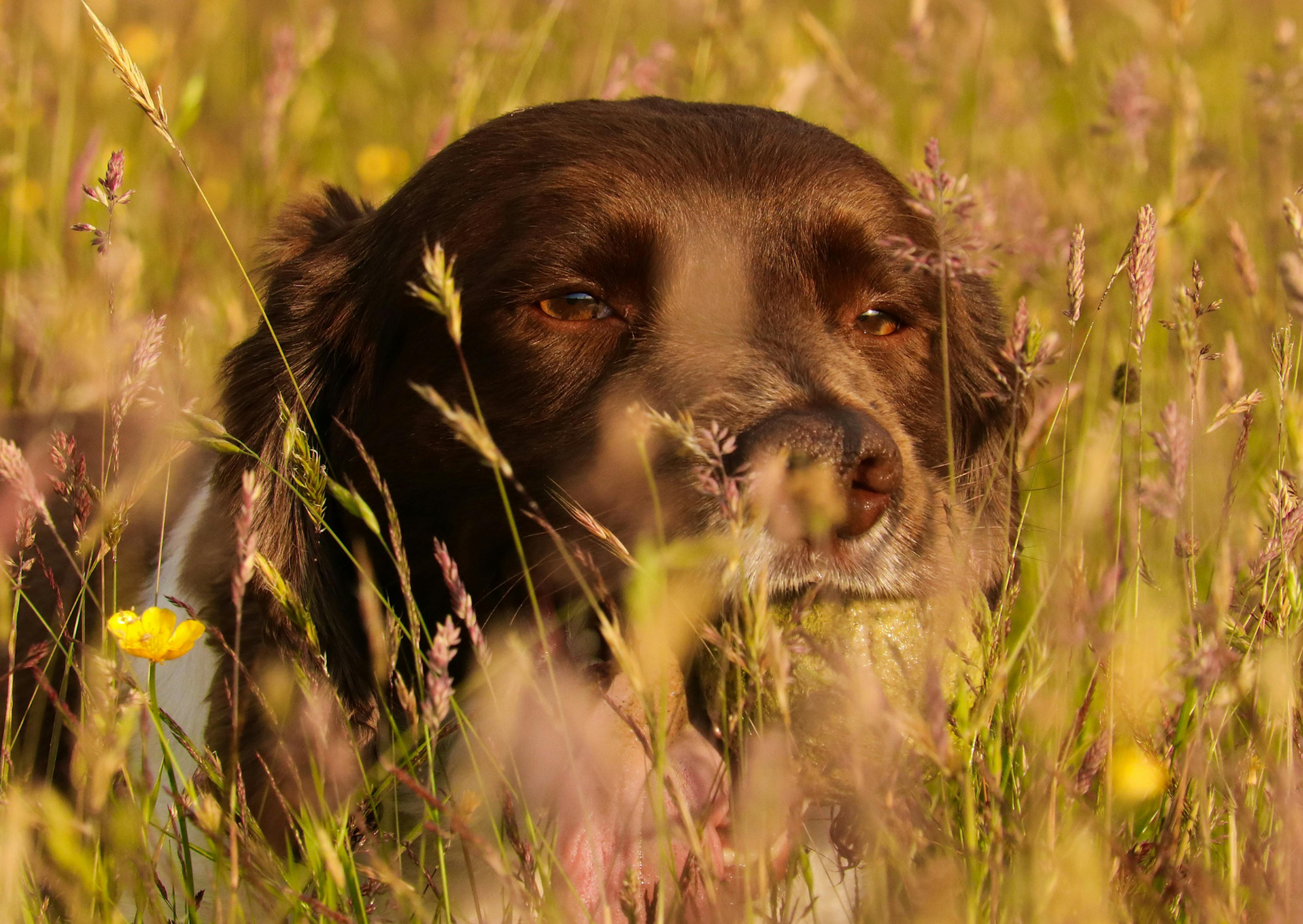 Springer Anglais dans un champs d'herbes qui regarde devant lui 