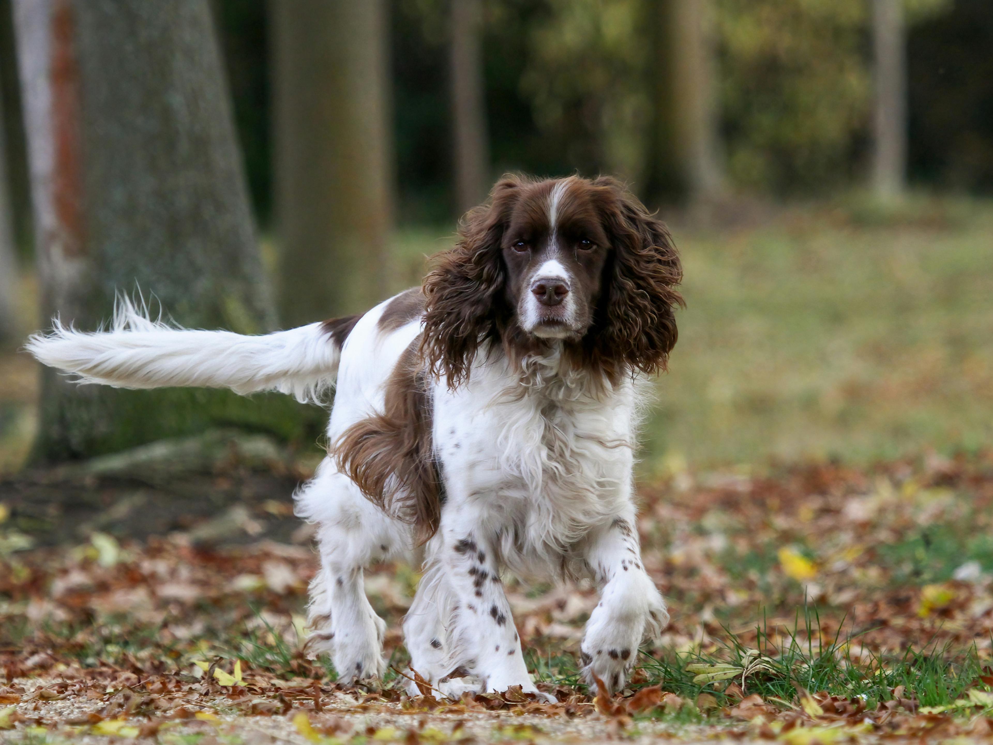 Springer Anglais qui marche dans la forêt, l'air curieux des alentours