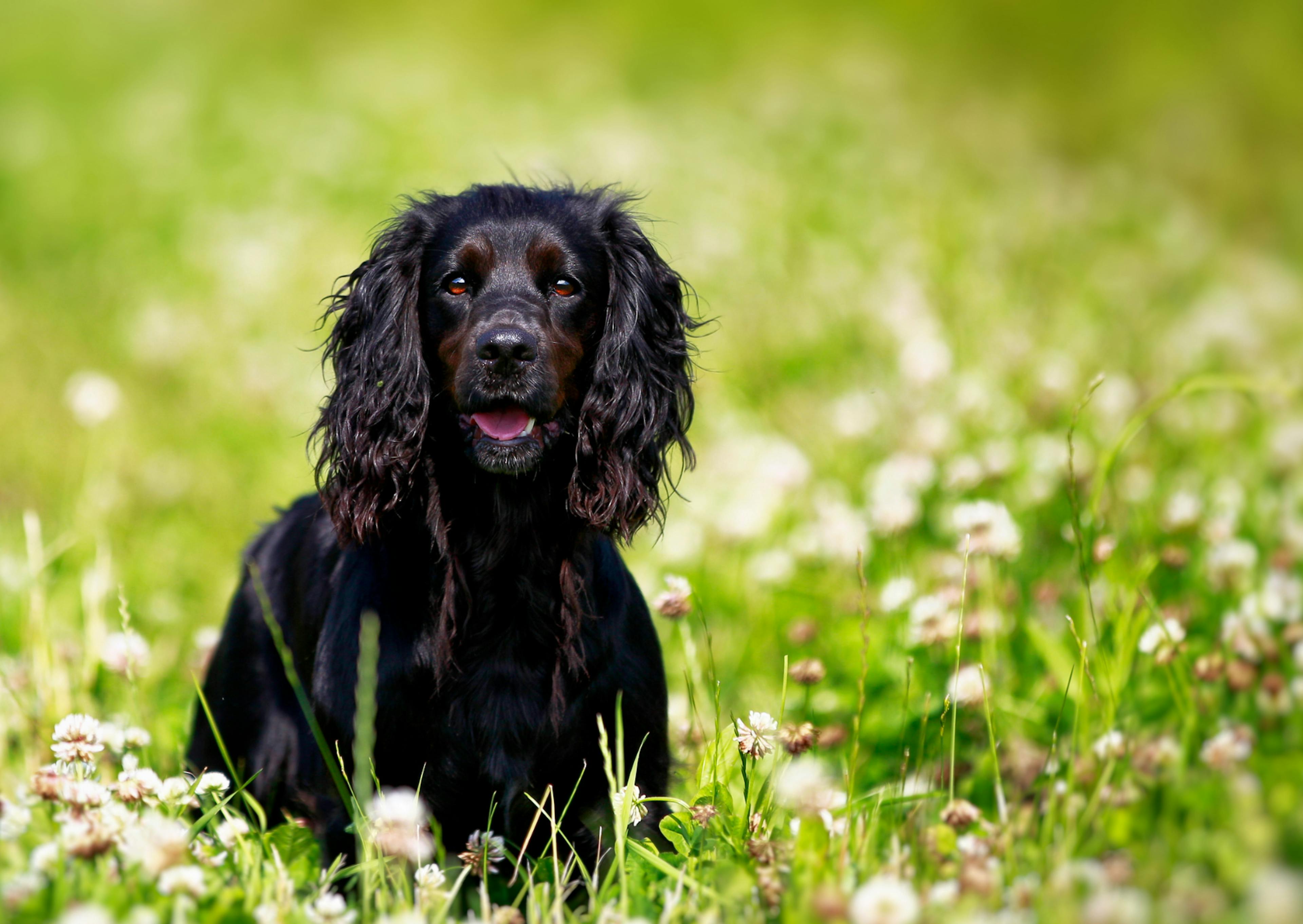 Springer Anglais noir attentif à ce qui se passe devant lui. Il ets dans un champs de hautes herbes et de fleurs 